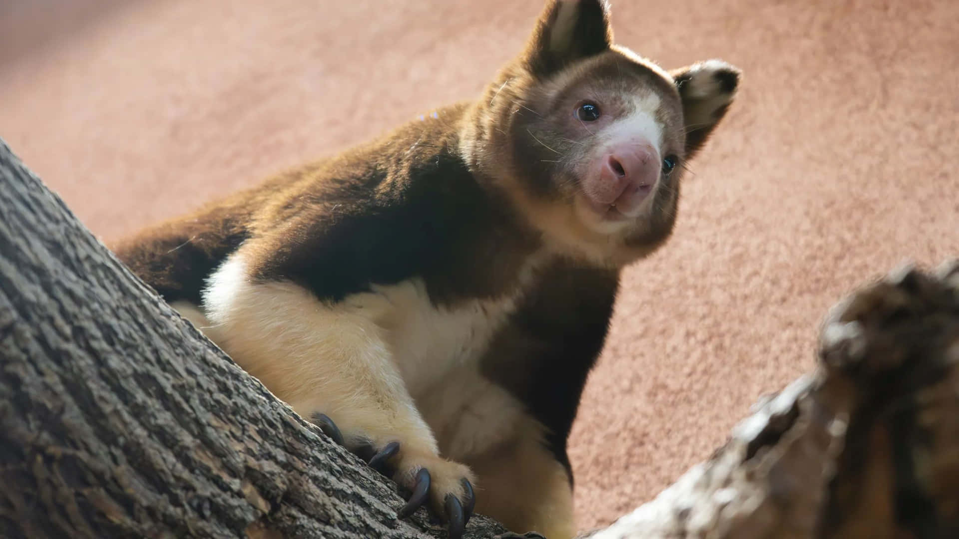 1920x1080 Download Tree Kangaroo Glance From Above Wallpaper