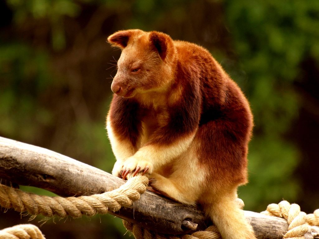 1024x768 Goodfellow's Tree Kangaroo. This Beautiful Creature Is A Go