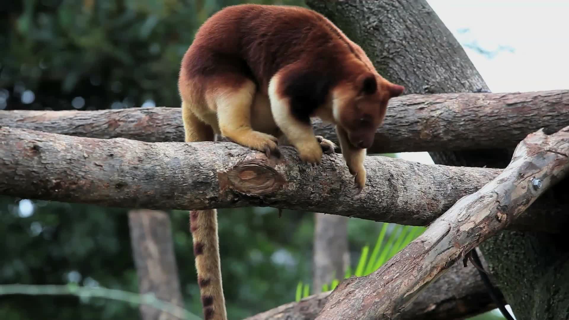 1920x1080 Absurd Creatures. Silly Tree Kangaroo, You’re Not Supposed to Be Up There