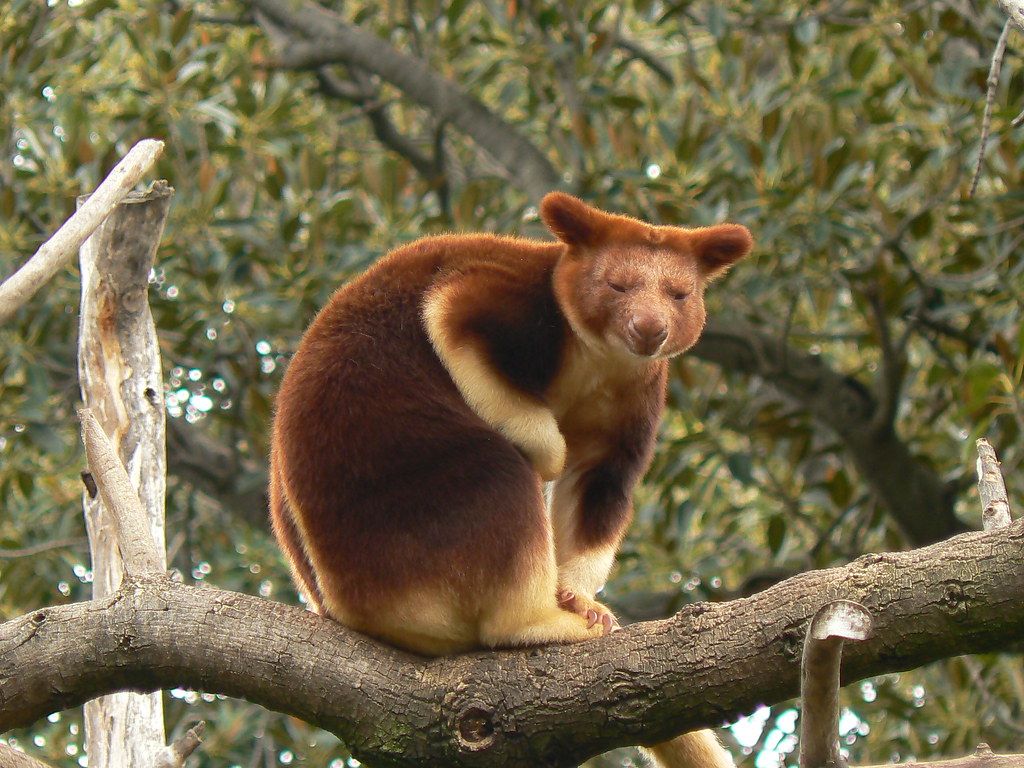 1024x768 Goodfellow's Tree Kangaroo Poses for me. Unfortunately, Goo