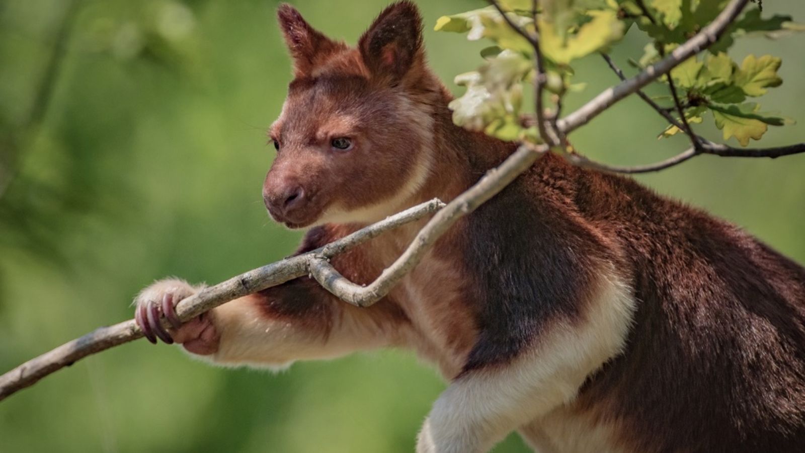 1600x900 Meet The Rare Tree Dwelling Kangaroo That's Arrived In Chester Zoo. ITV News Granada