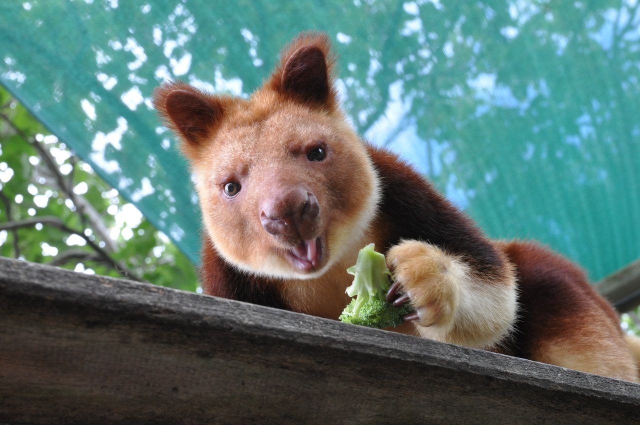 1280x850 Free Tree Kangaroo 4K Wallpaper & Desktop HD Background for PC