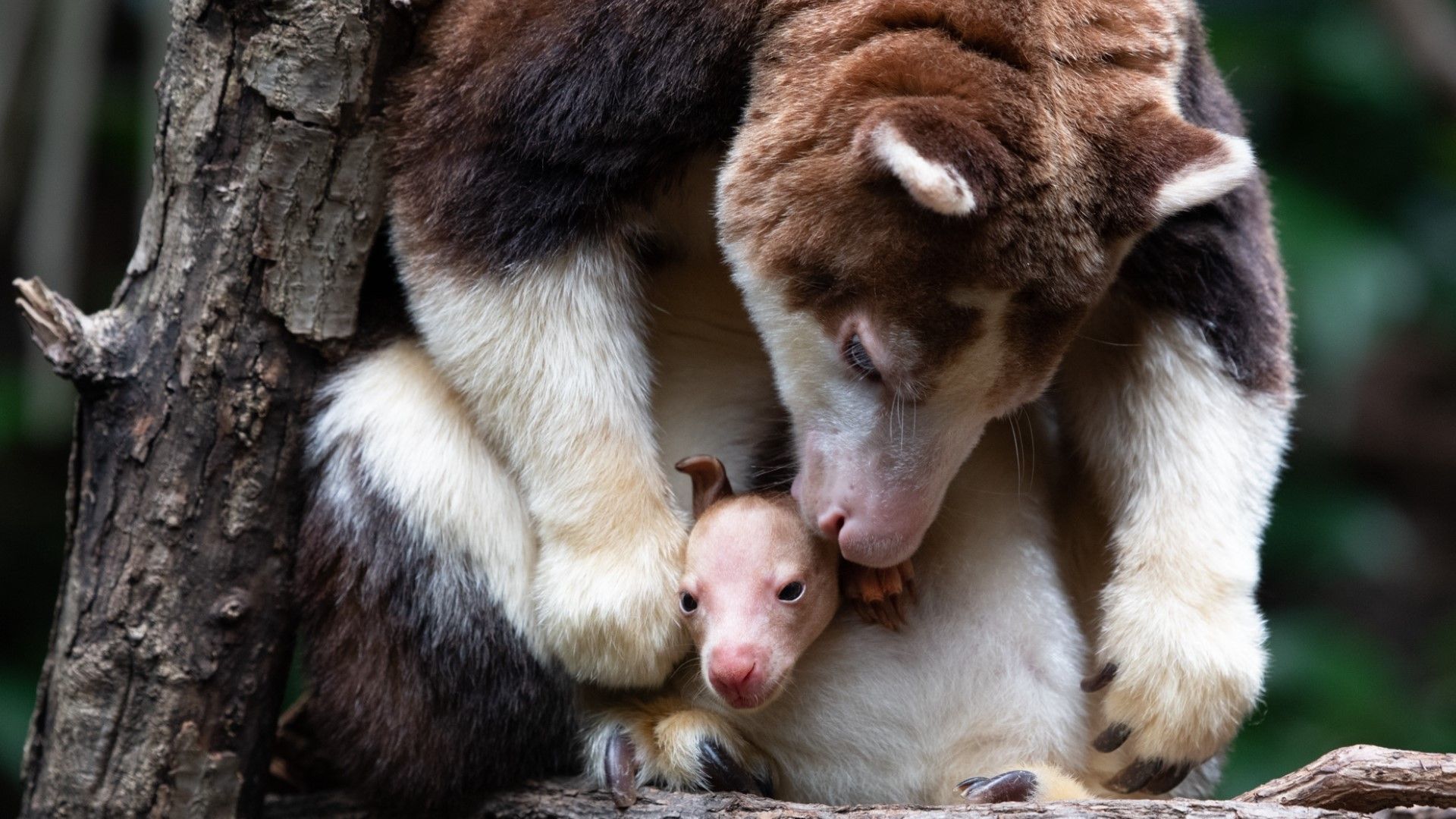 1920x1080 Bronx Zoo tree kangaroo and Joey