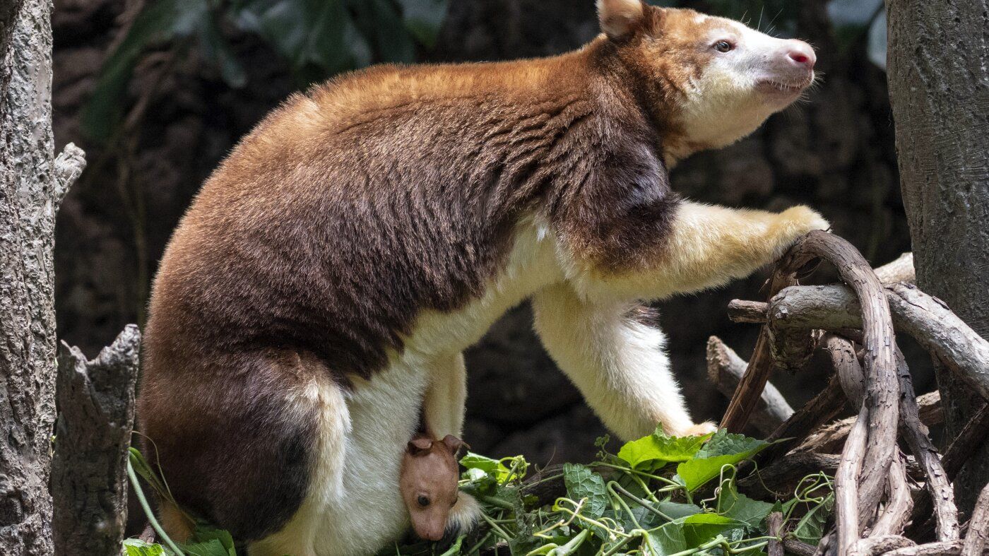 1400x787 Baby tree kangaroo makes public debut at the Bronx Zoo