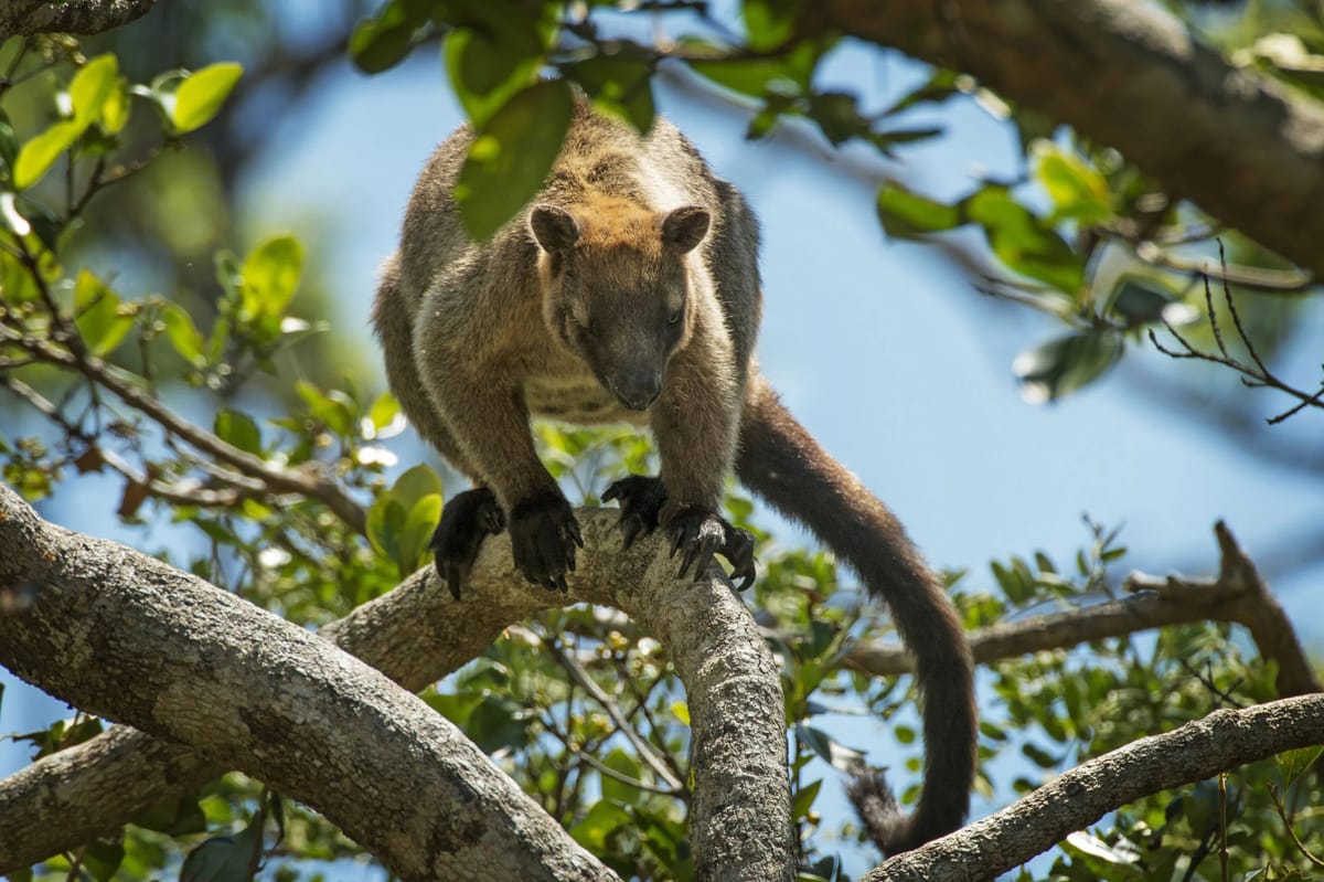 1200x799 Rare, Almost Mythical Australian Tree Kangaroos Can Finally Be Studied, Thanks To New Tech