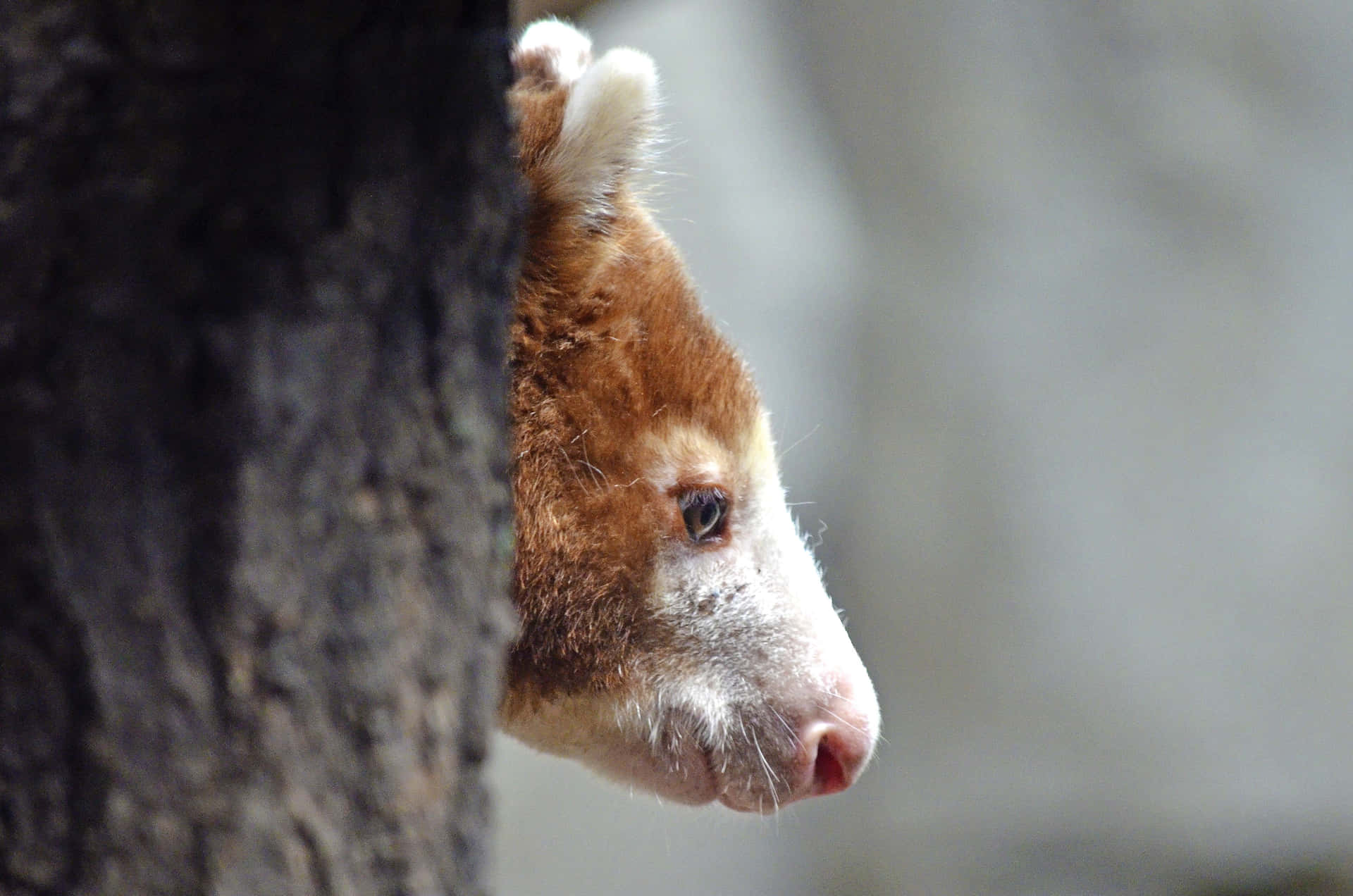 1920x1272 Download Tree Kangaroo Peeking Around Tree Wallpaper