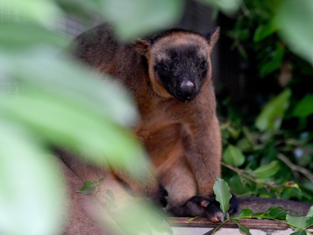 1024x768 Billabong Sanctuary unveils its first tree kangaroo