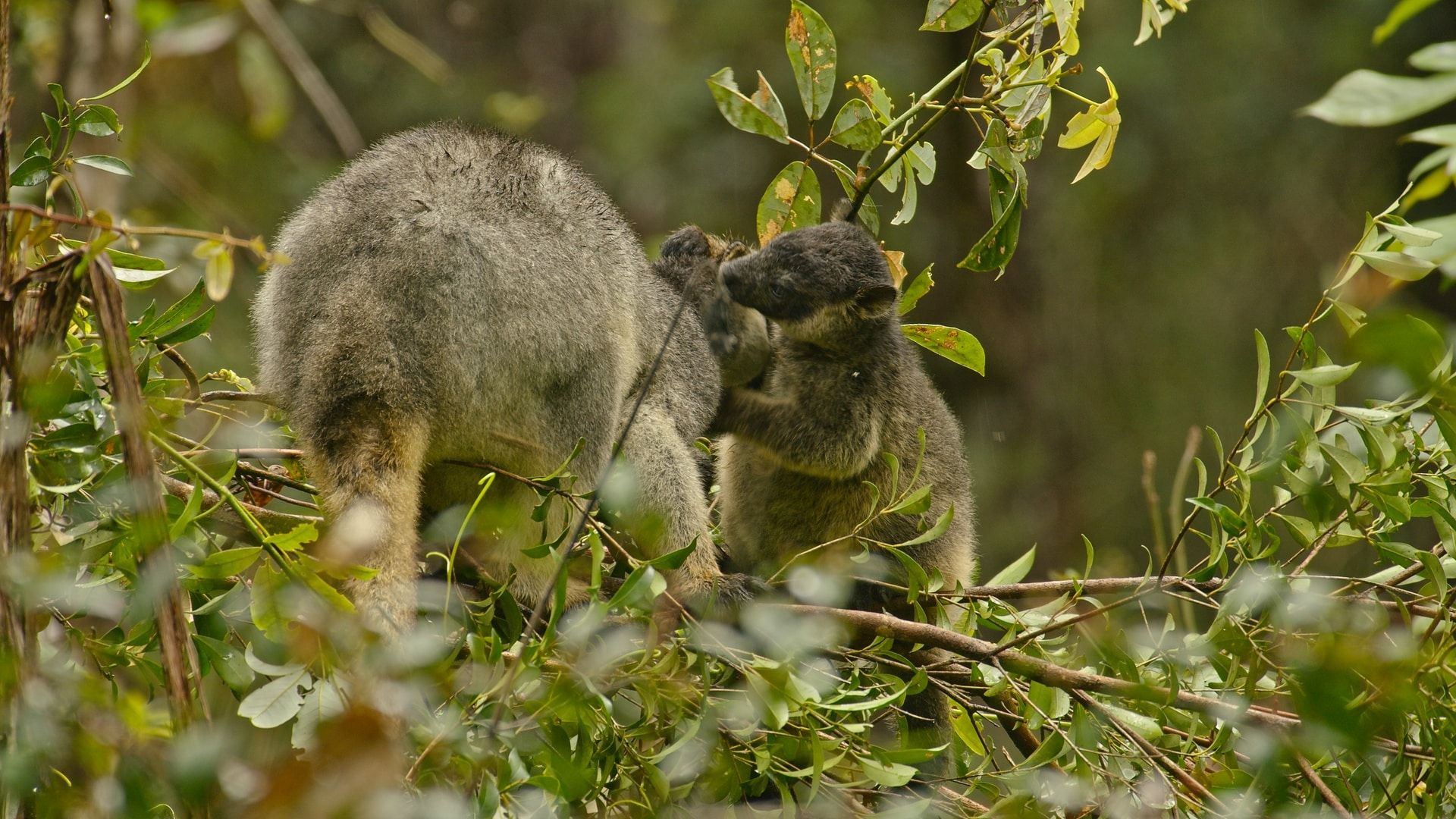 1920x1080 Species Highlight: Tree Kangaroo World for Animals Australia