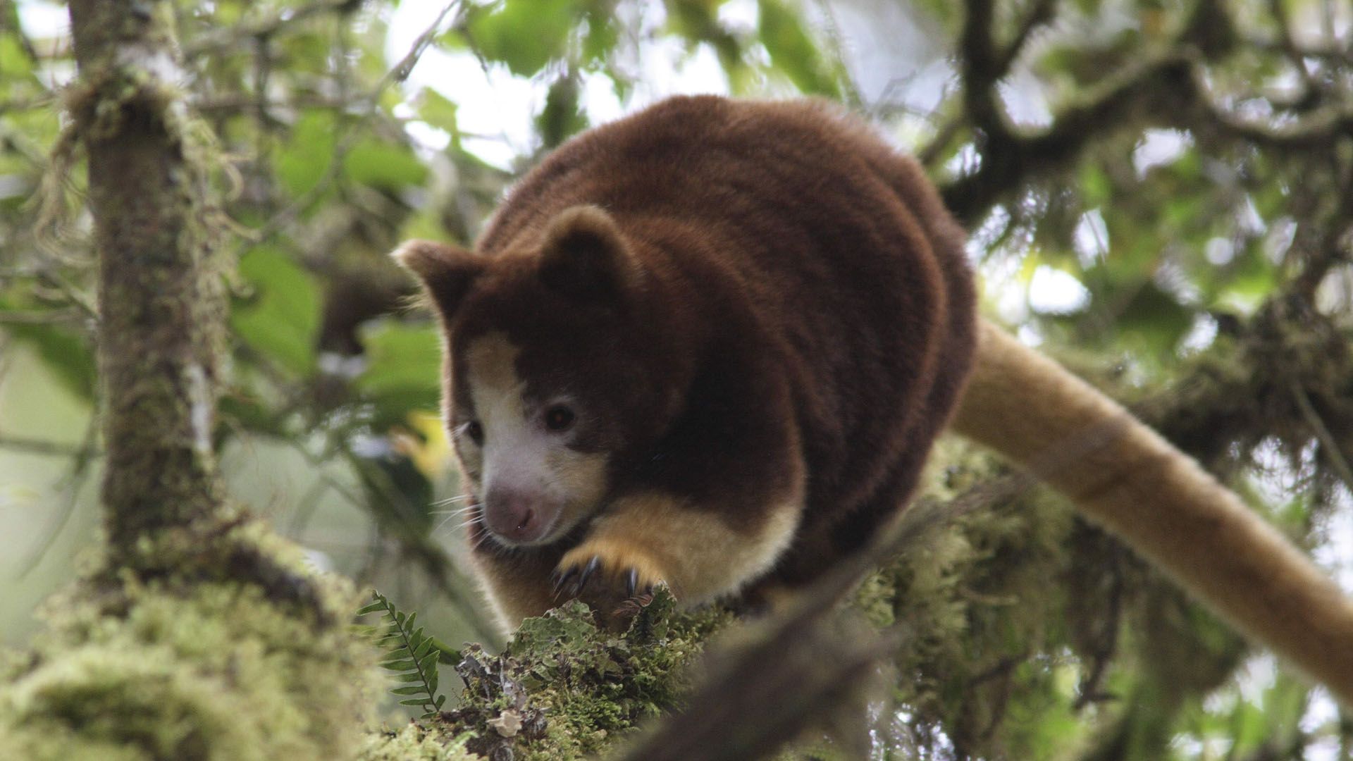 1920x1080 A Life Among the Clouds: A NATURE Short Film Video: Kangaroos and Coffee