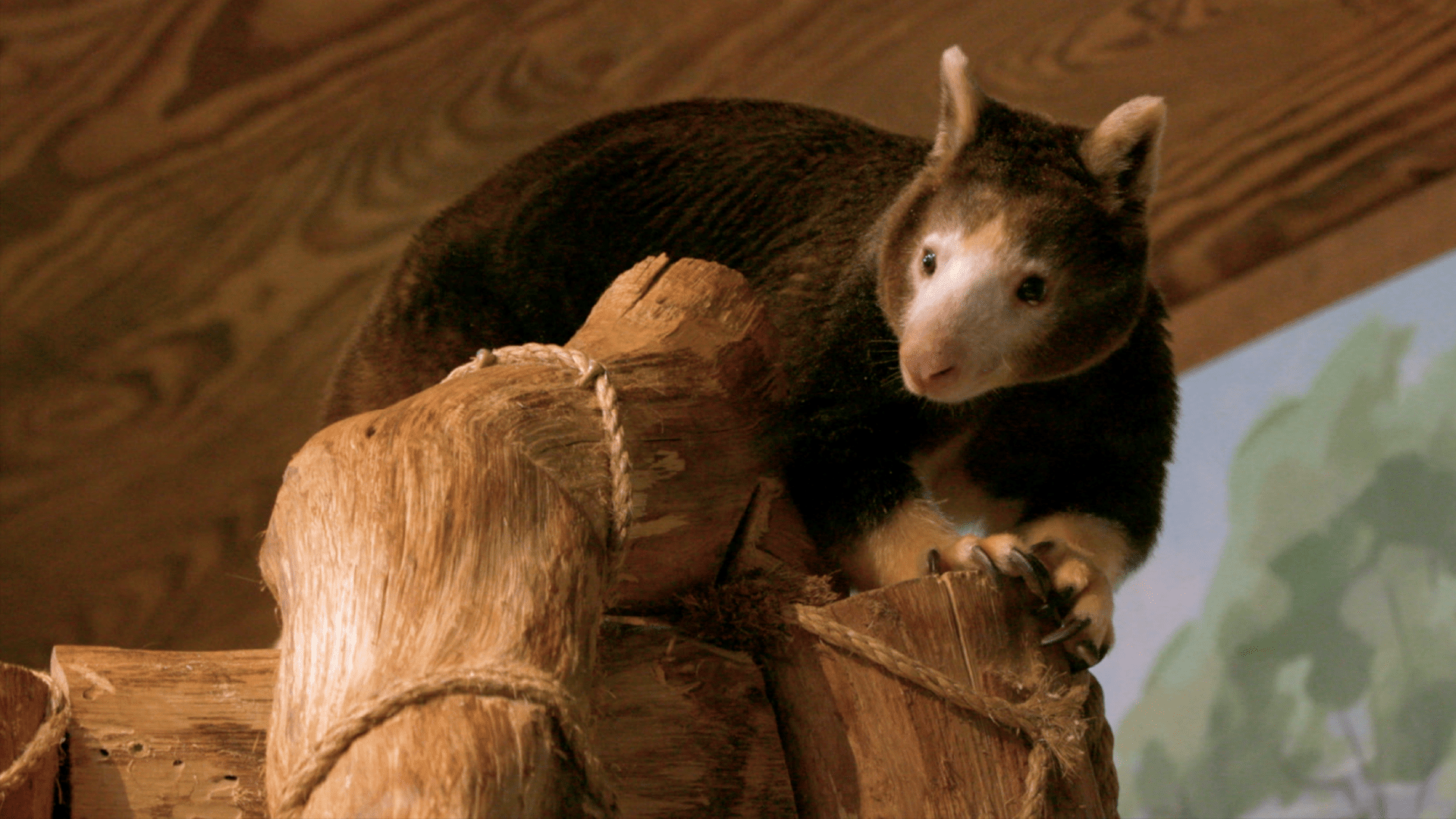 1920x1080 Tree Kangaroo. Paws for a Minute