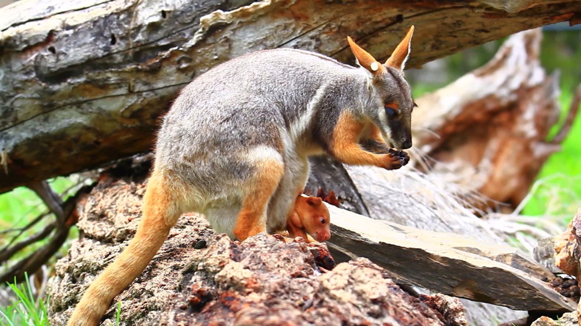 1920x1080 Orphaned Tree Kangaroo Finds Surrogate Pouch a Perfect Fit
