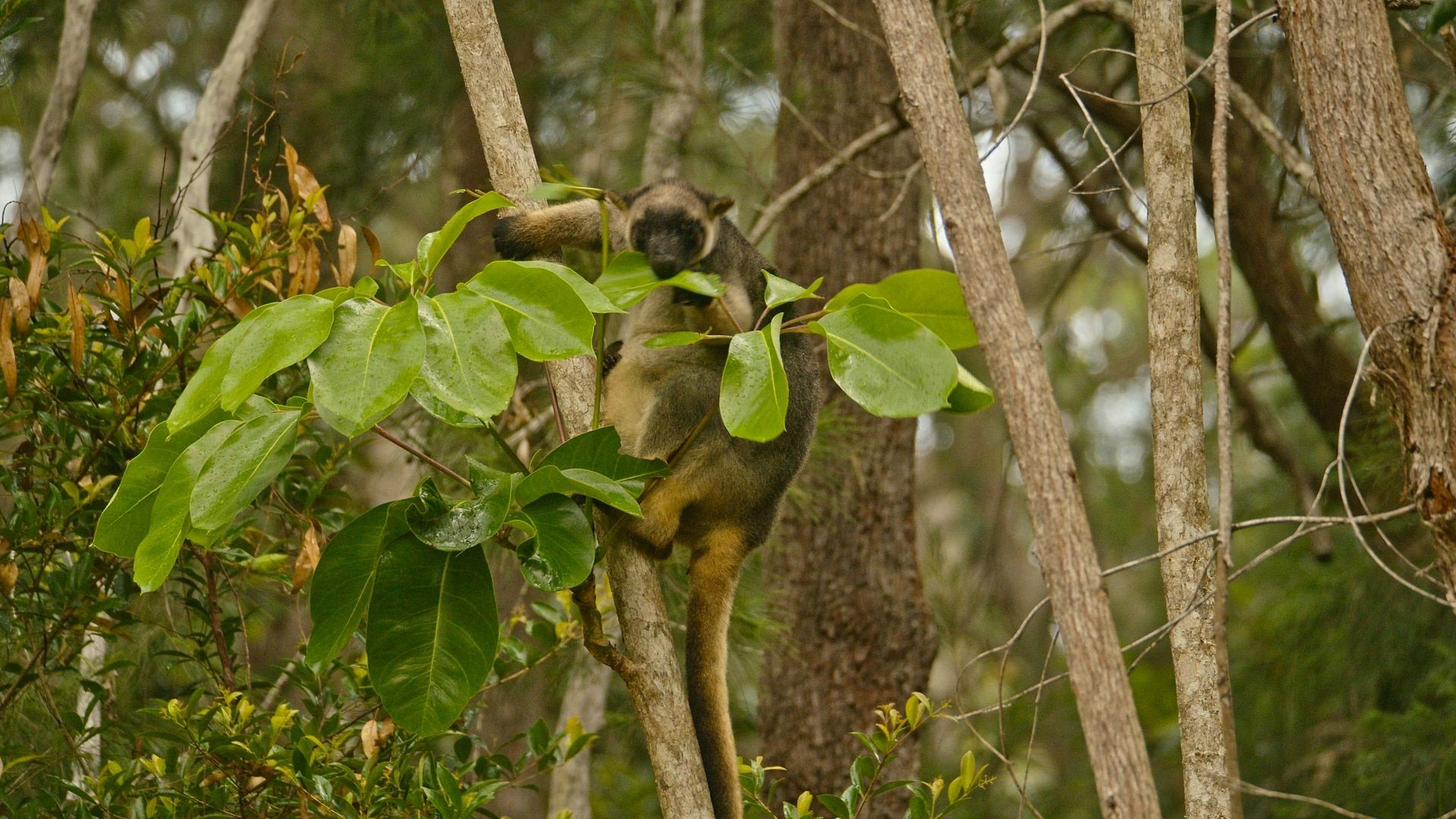 1920x1080 Tree Kangaroos: A kangaroo that lives in a tree? World for Animals Australia