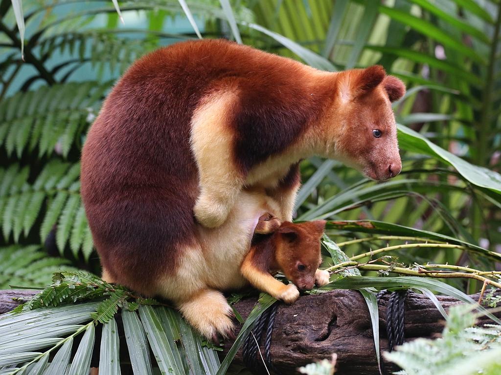 1024x768 Meet Perth Zoo's cutest resident