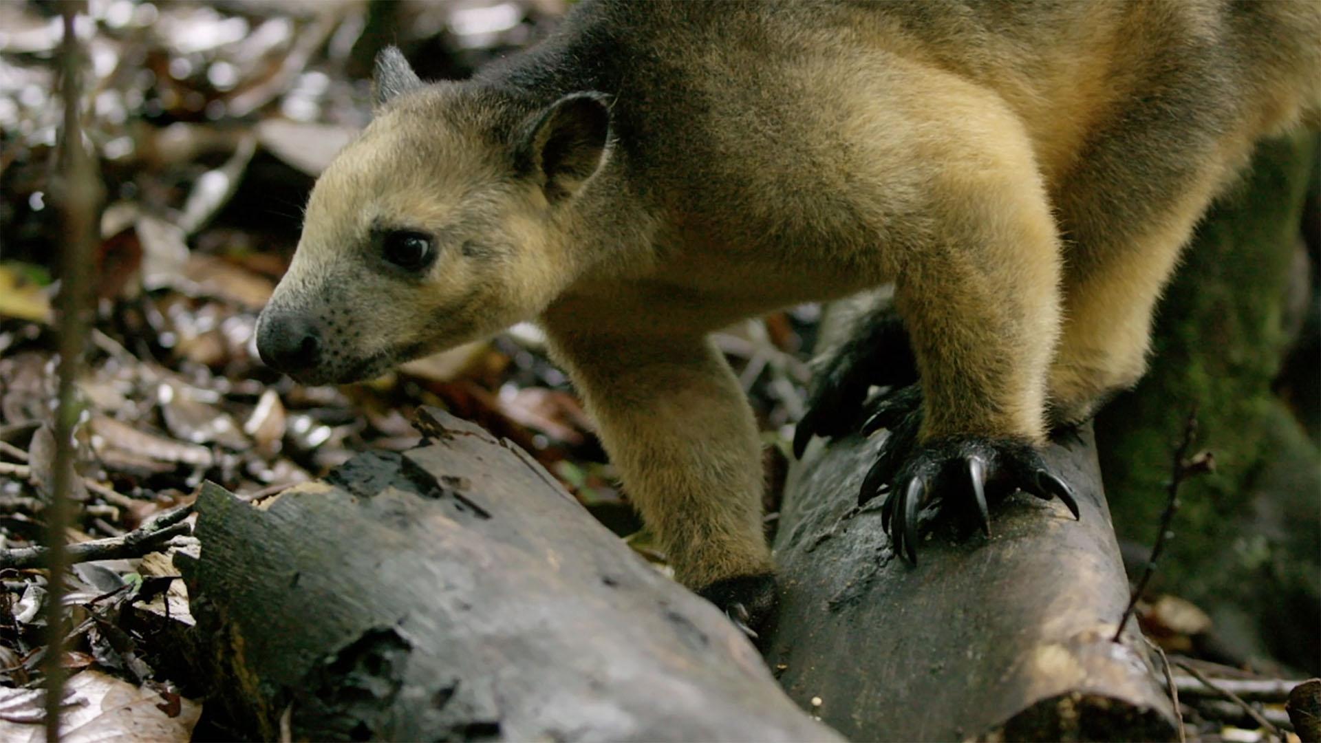 1920x1080 Tree Kangaroos in Queensland Rainforest