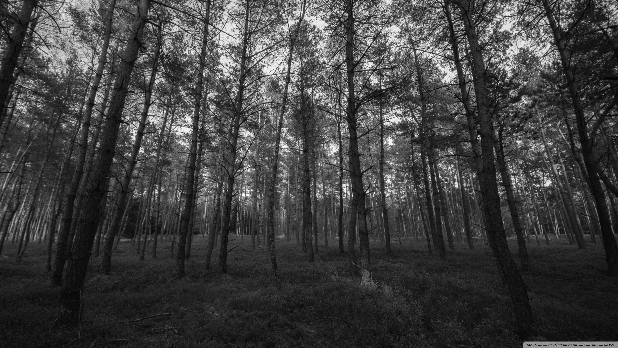 2560x1440 Forest Black and White 4K UHD Wallpaper for UltraHD Desktop and TV : Widescreen and UltraWide Display : Smartphone and Tablet Devices