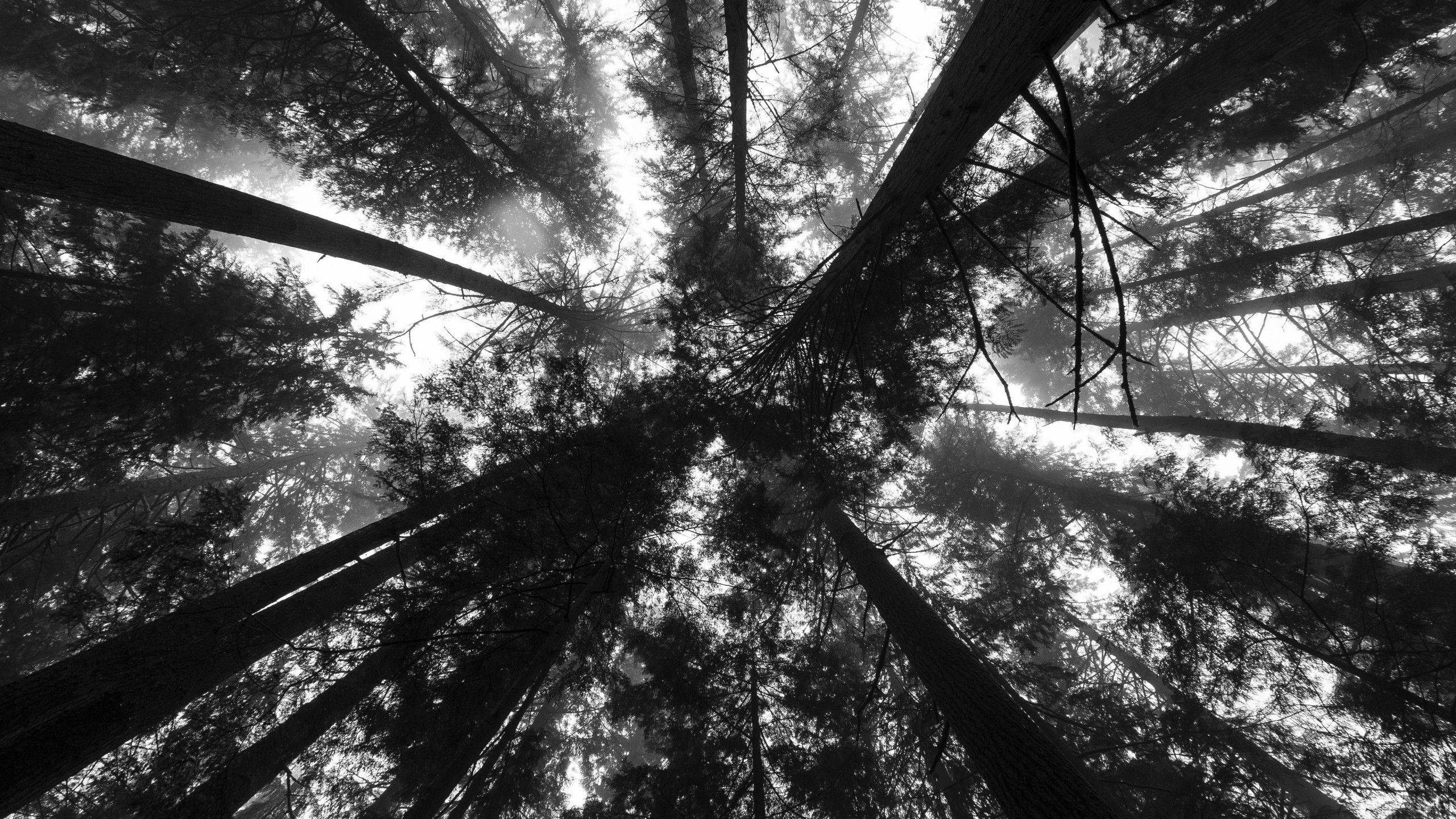 2560x1440 Trees, Leaves, Bottom View, Forest, Black And White, Forest 4K HD Nature Wallpaper
