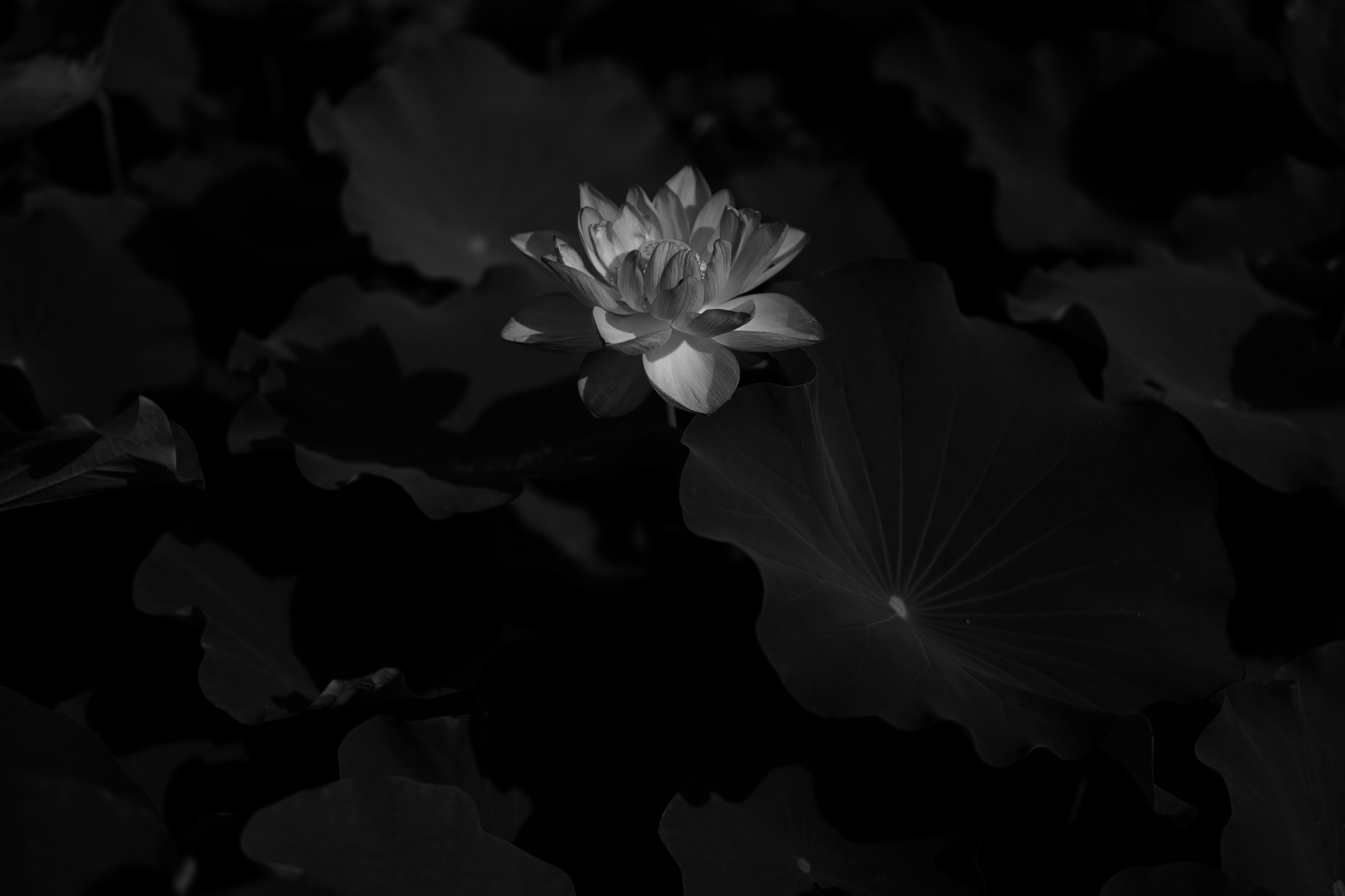 6000x4000 Wallpaper Grayscale Photo of a Flower, Background Free Image