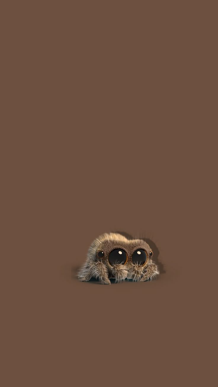736x1306 Lucas the spider