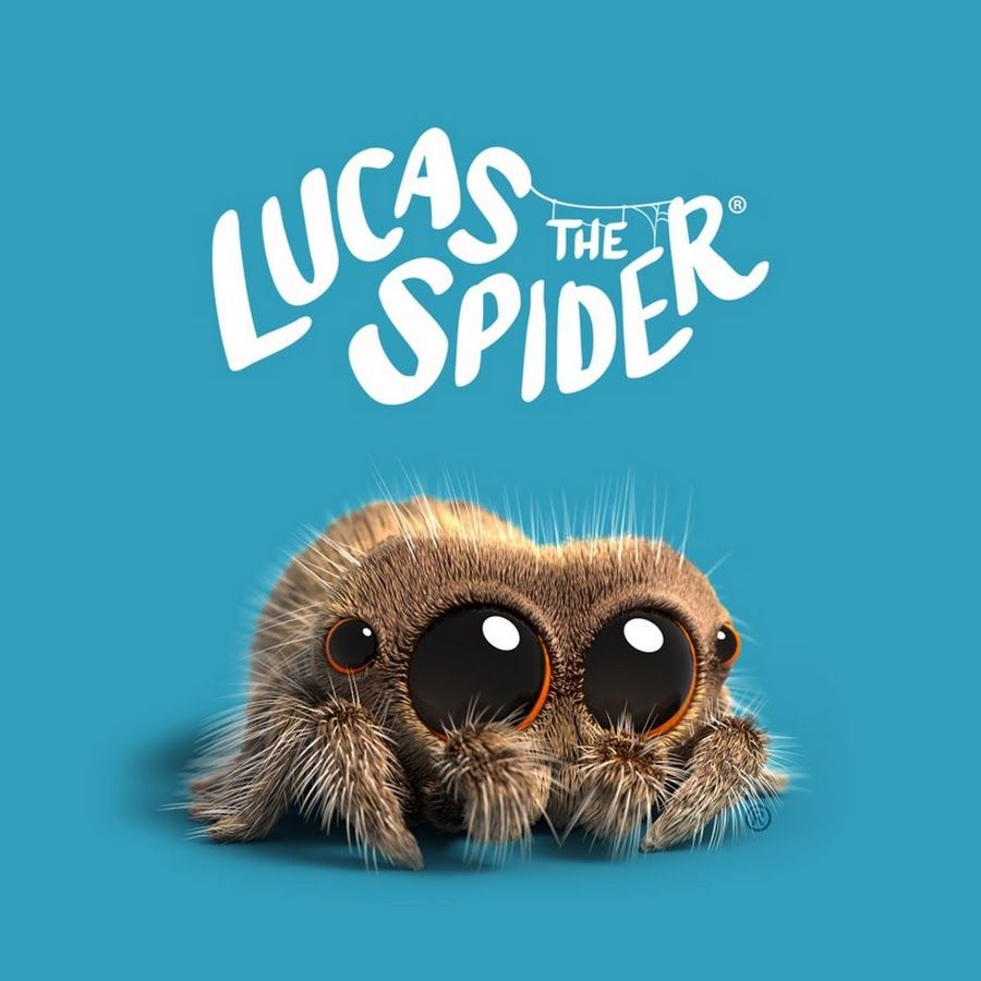 900x900 Lucas the Spider