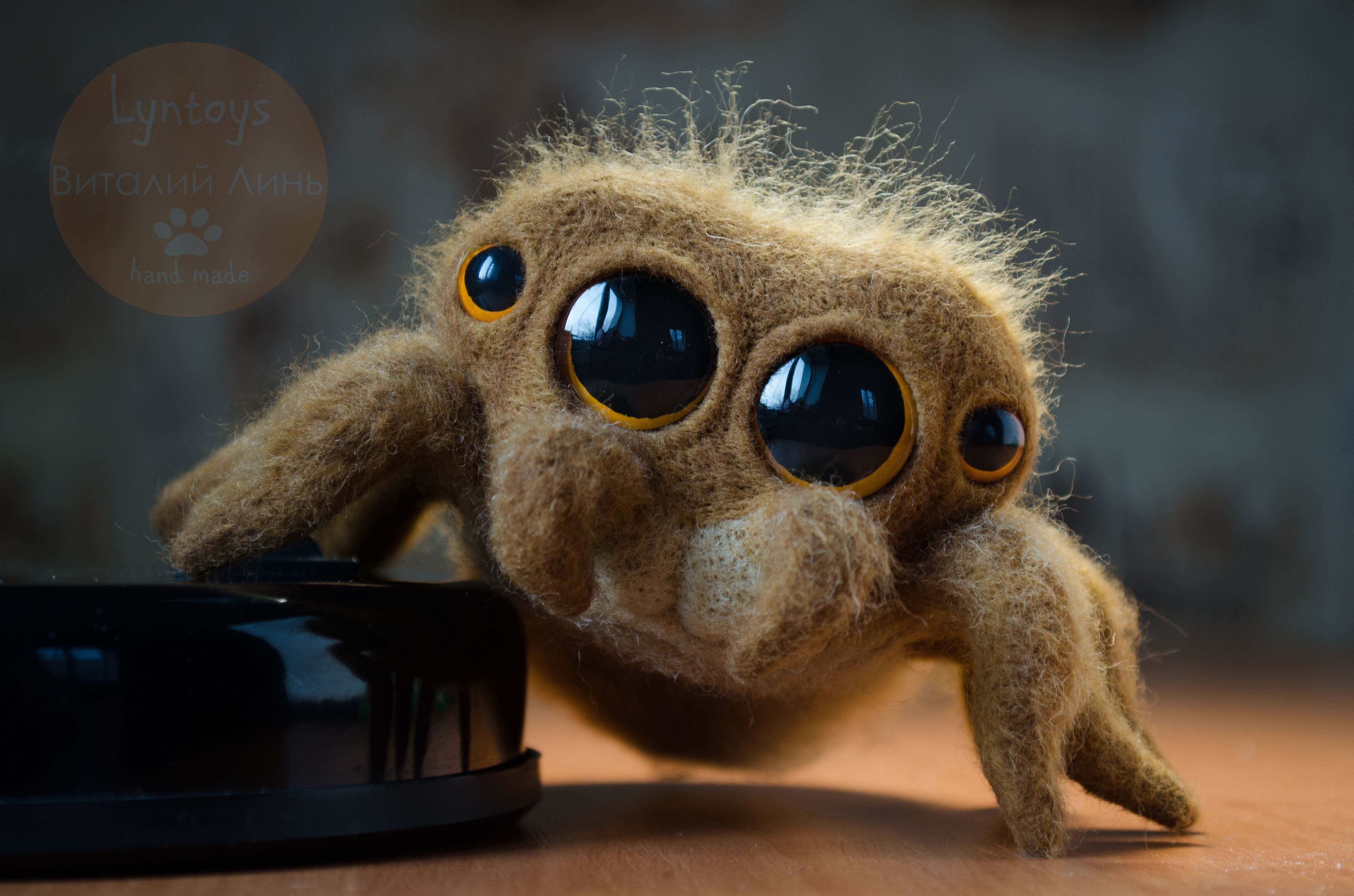 4928x3264 Lucas The Spider Ideen. Spinne, Tiere, Springspinnen