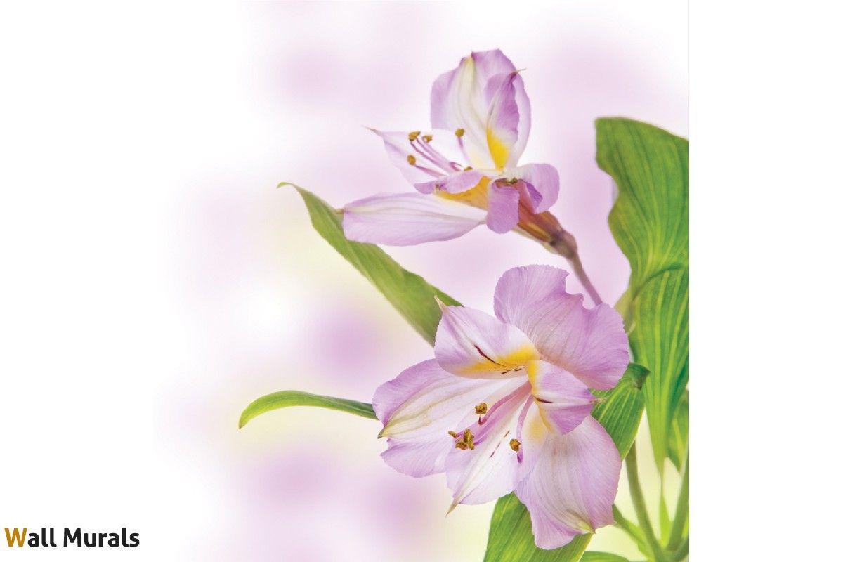 1200x800 Wallpaper mural soft purple flower
