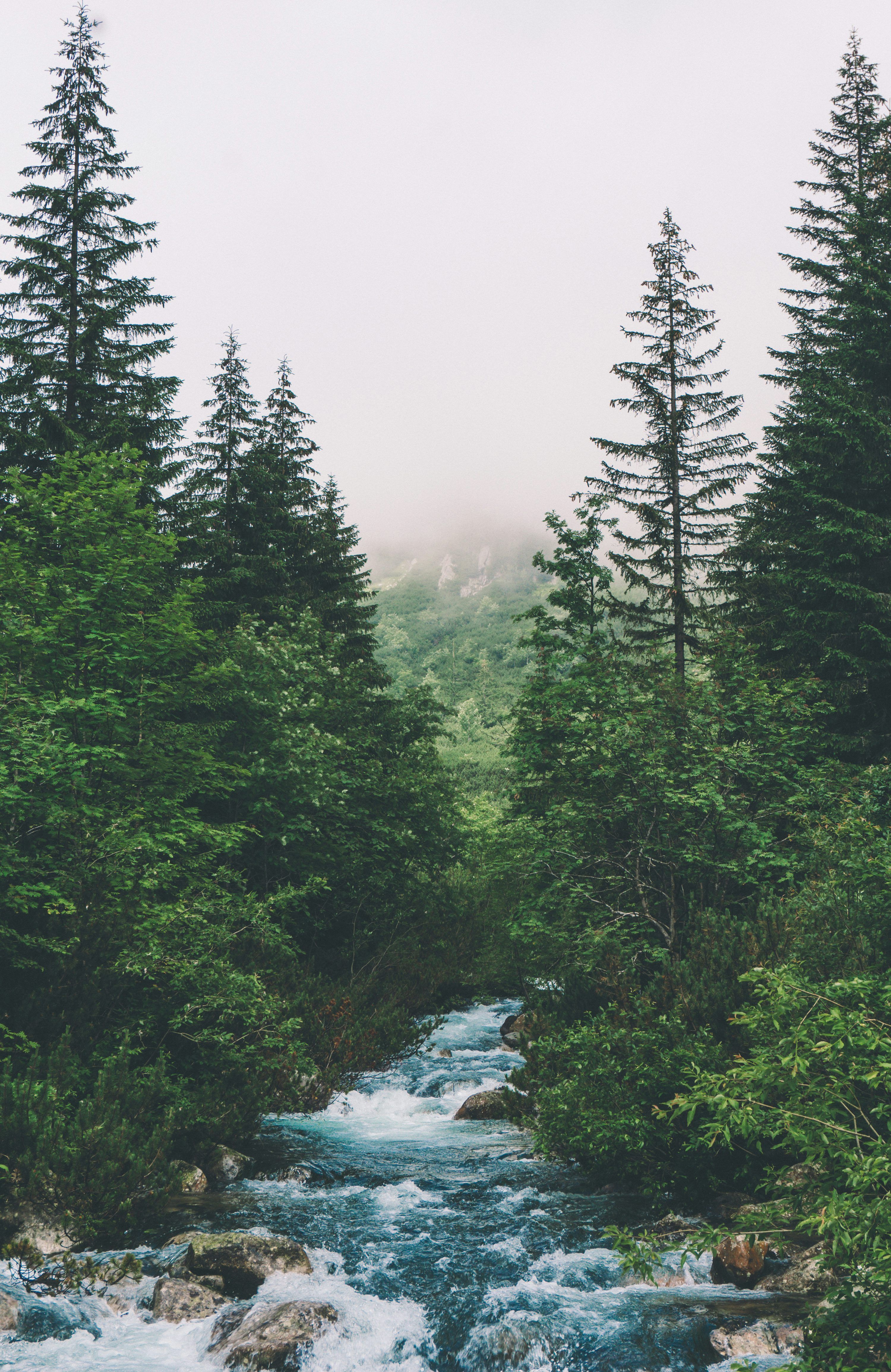 3000x4617 Mountains And Trees Picture. Download Free Image