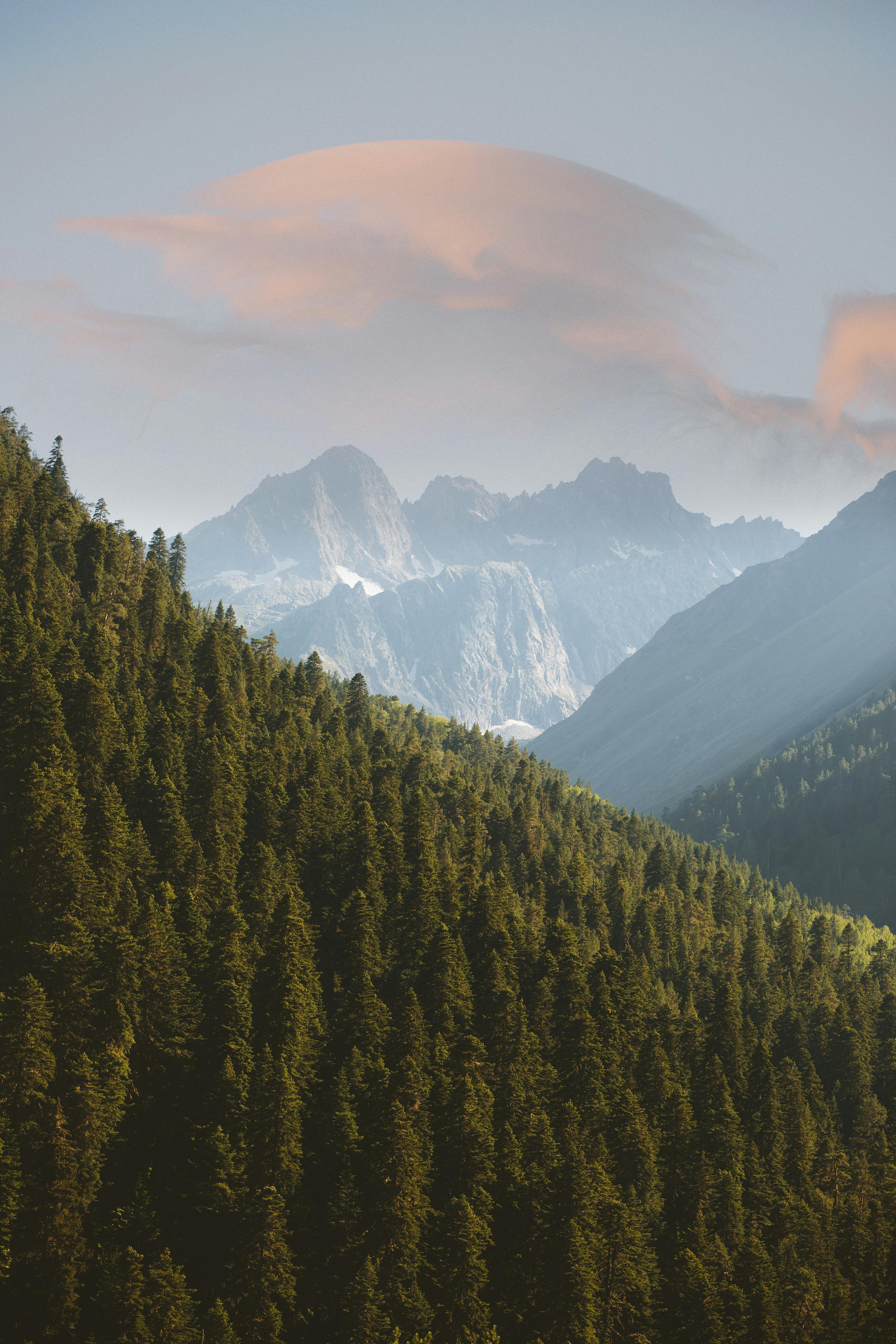 2667x4000 Pine Trees · Free