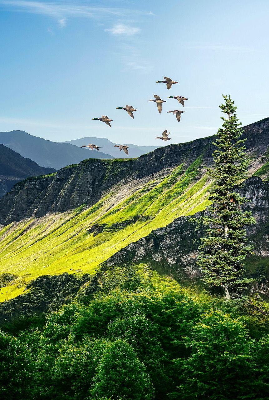 862x1280 Mountains Pine Trees Forest
