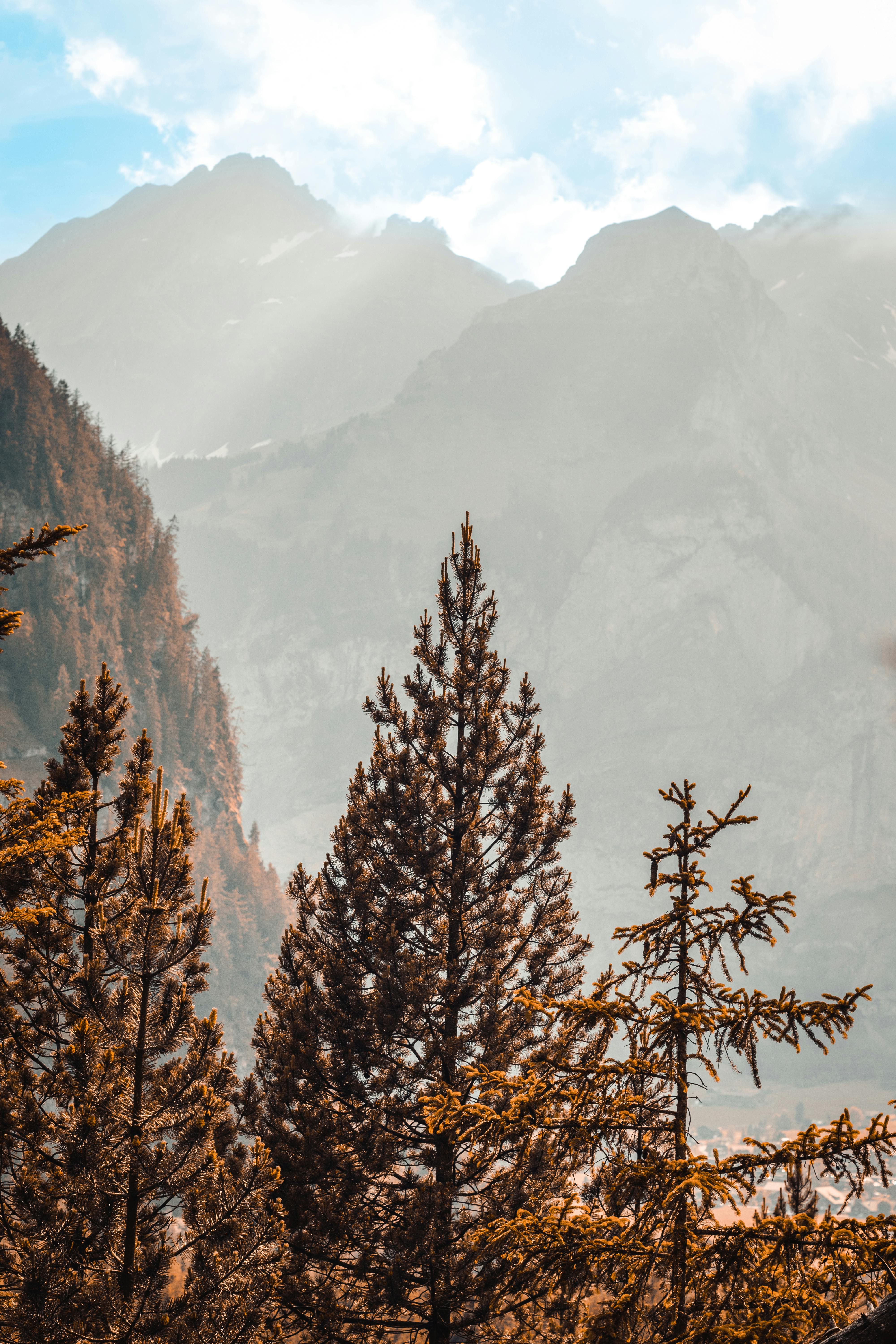 4000x6000 Mountains behind Forest Trees · Free