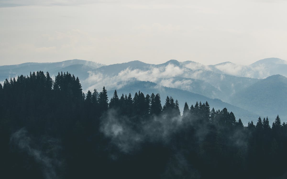 1200x750 Aerial Photography of Pine Trees on the Mountain · Free