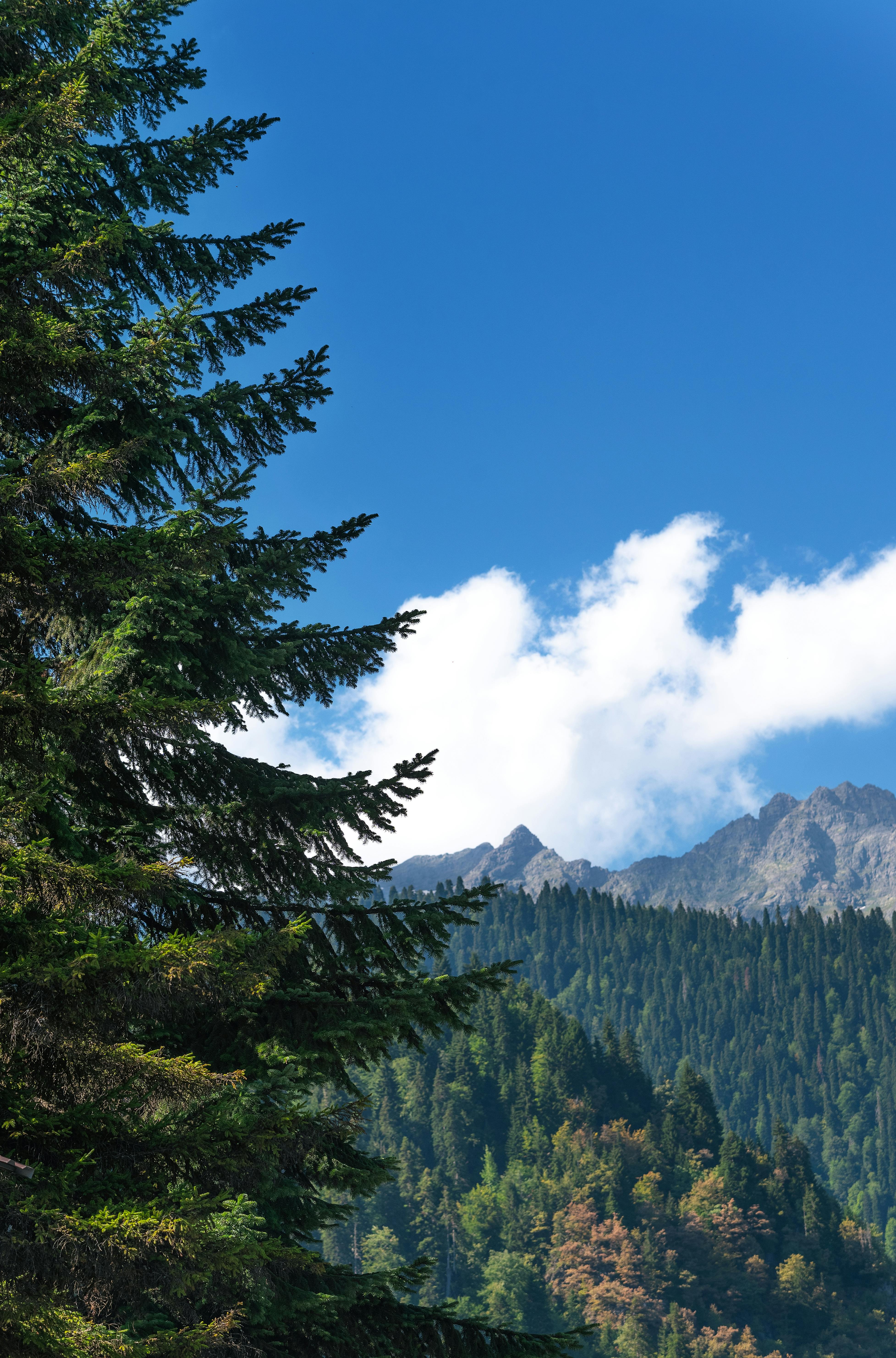 3910x5925 A pine tree in the mountains with a blue sky · Free