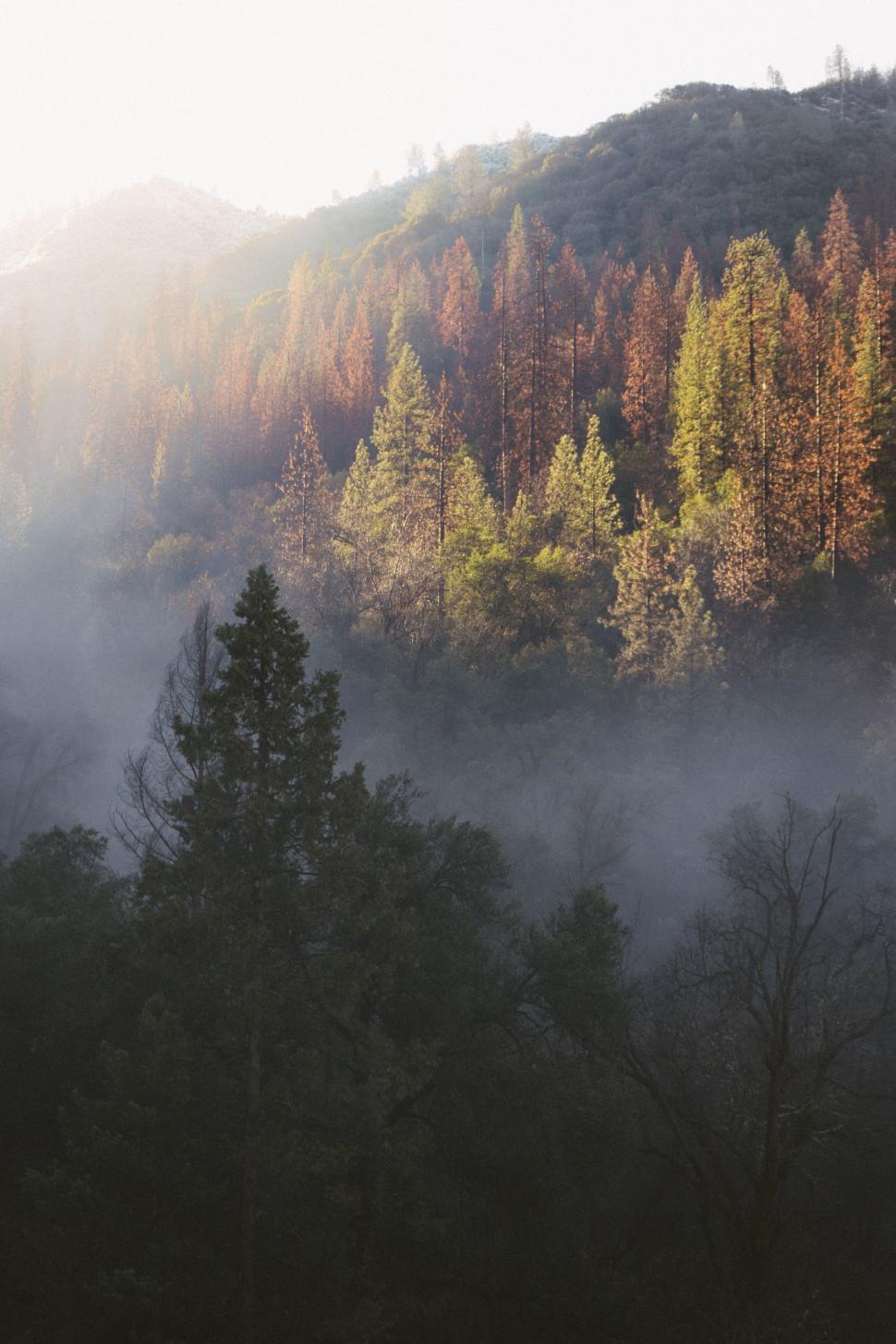 970x1455 Free of Foggy Forest With Trees and Mountains. Download Free Image and Free Illustrations