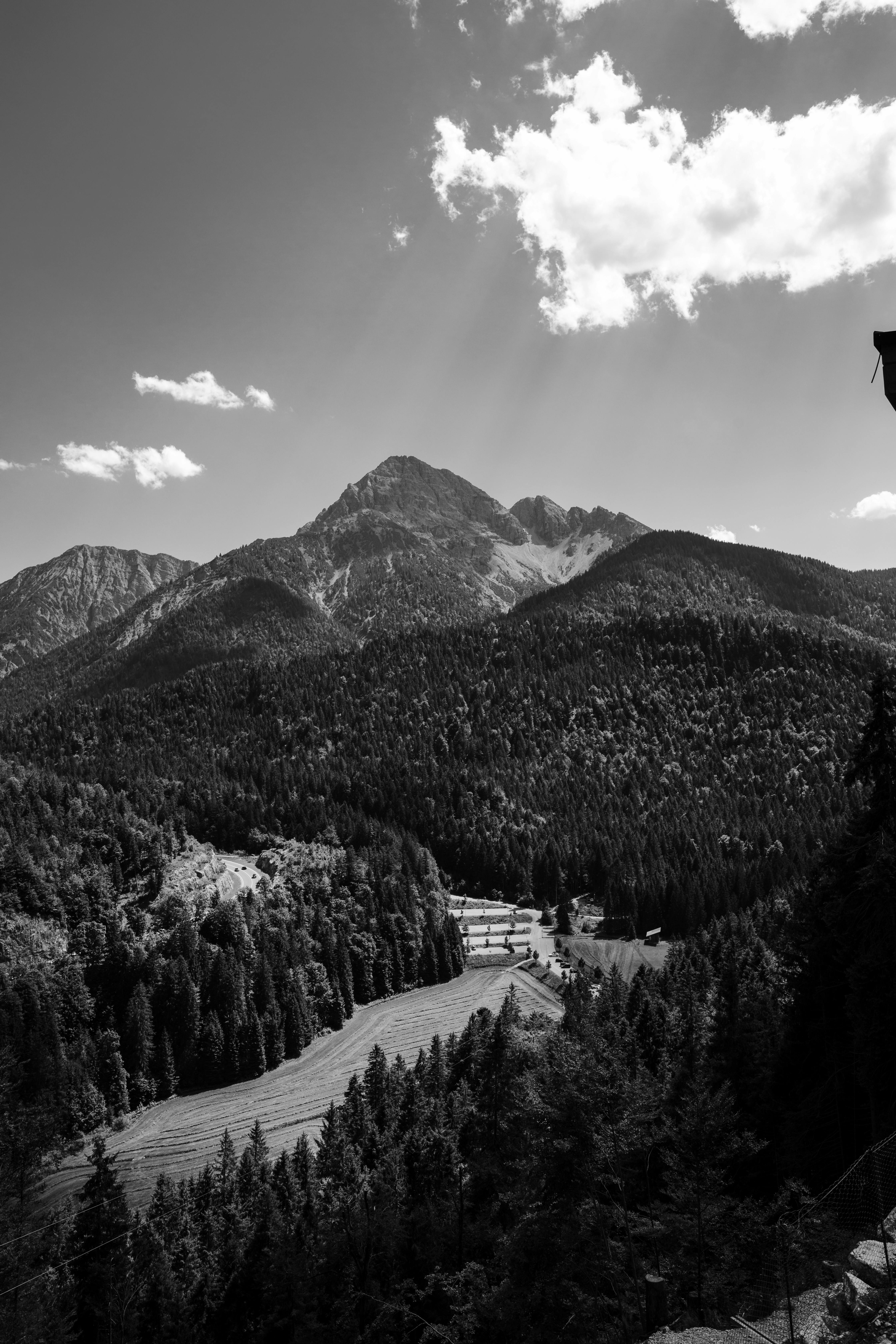 4480x6720 Trees in a Mountain Valley in Black and White · Free
