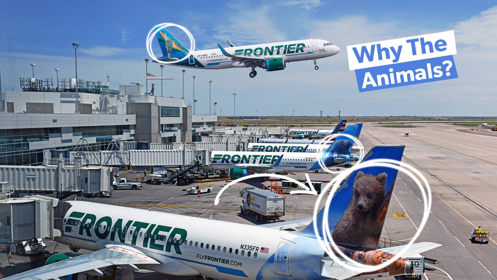 1600x900 Frontier Airlines' Animal Themed Tail Liveries: Everything You Need To Know