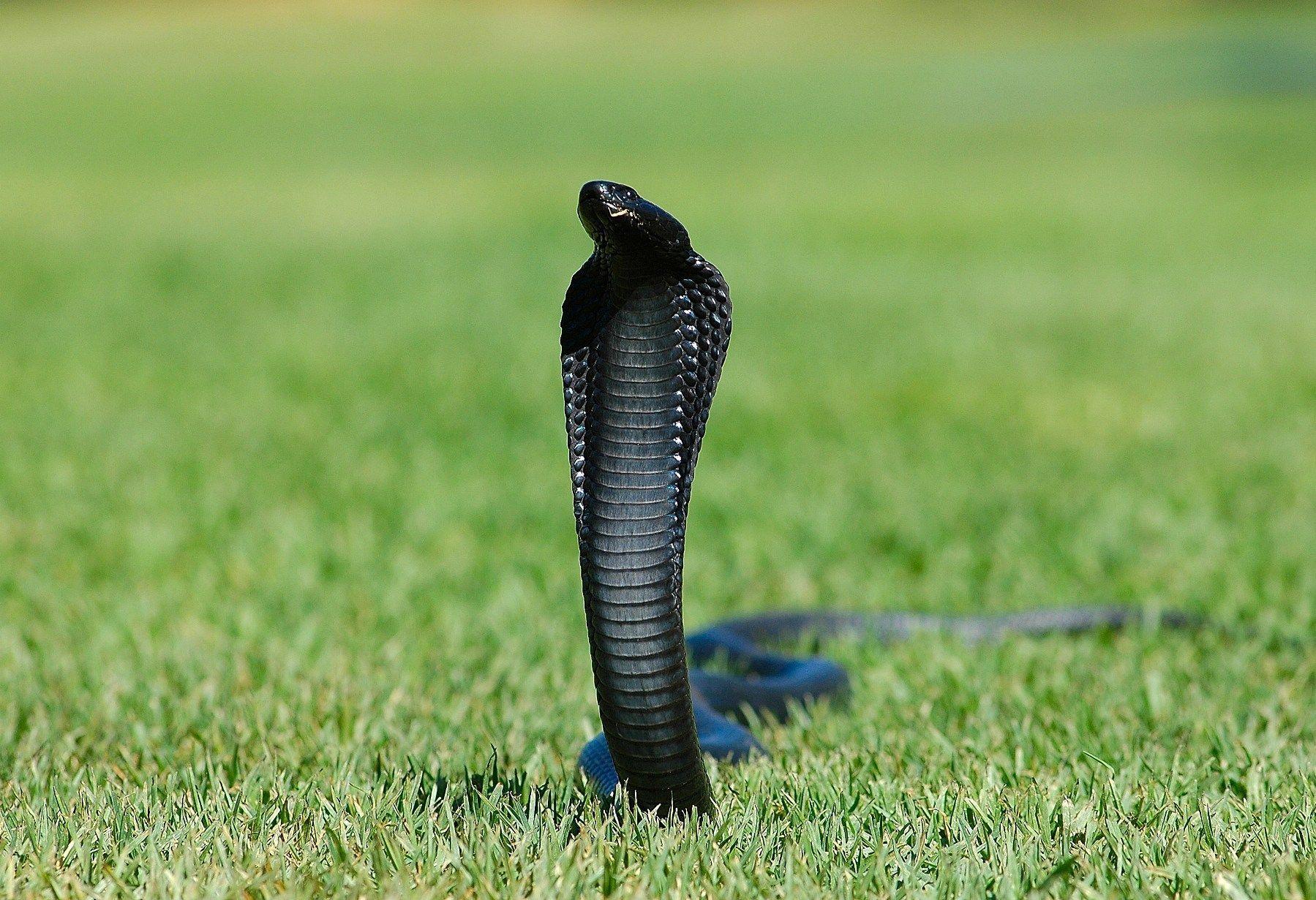 King Cobra HD Wallpapers and Backgrounds