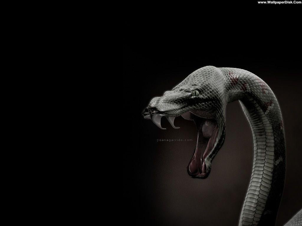 Snake Wallpapers HD APK for Android Download