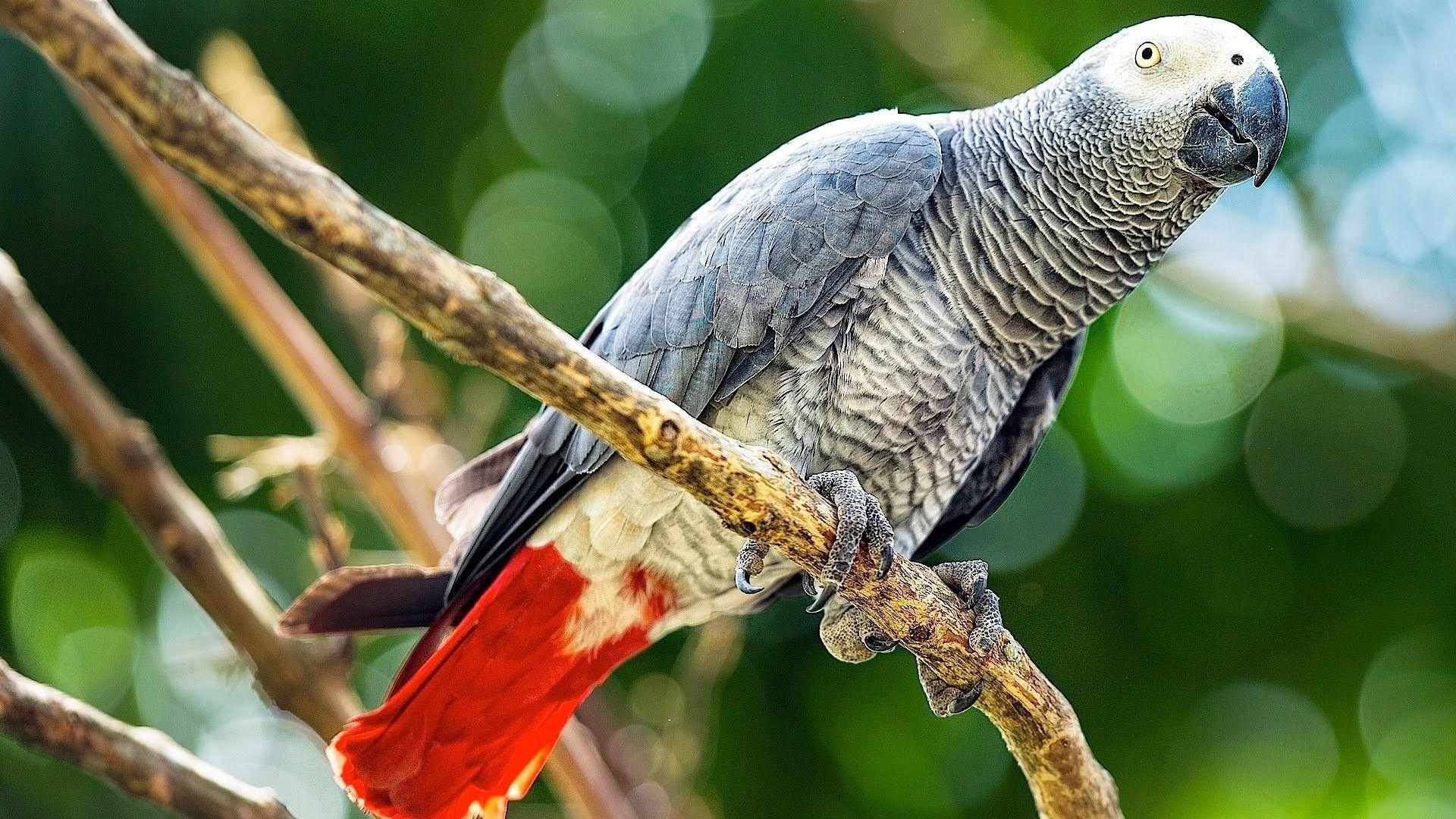 1920x1080 Grey, Congo, Parrot, Background, Photo, HD, Wallpaper, Of, Parrot