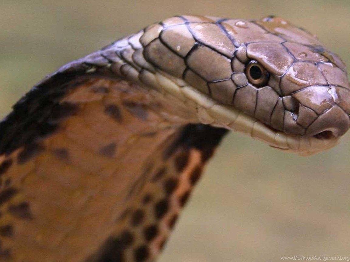 1152x864 King Cobra Of Snake Wallpaper HD Desktop Background