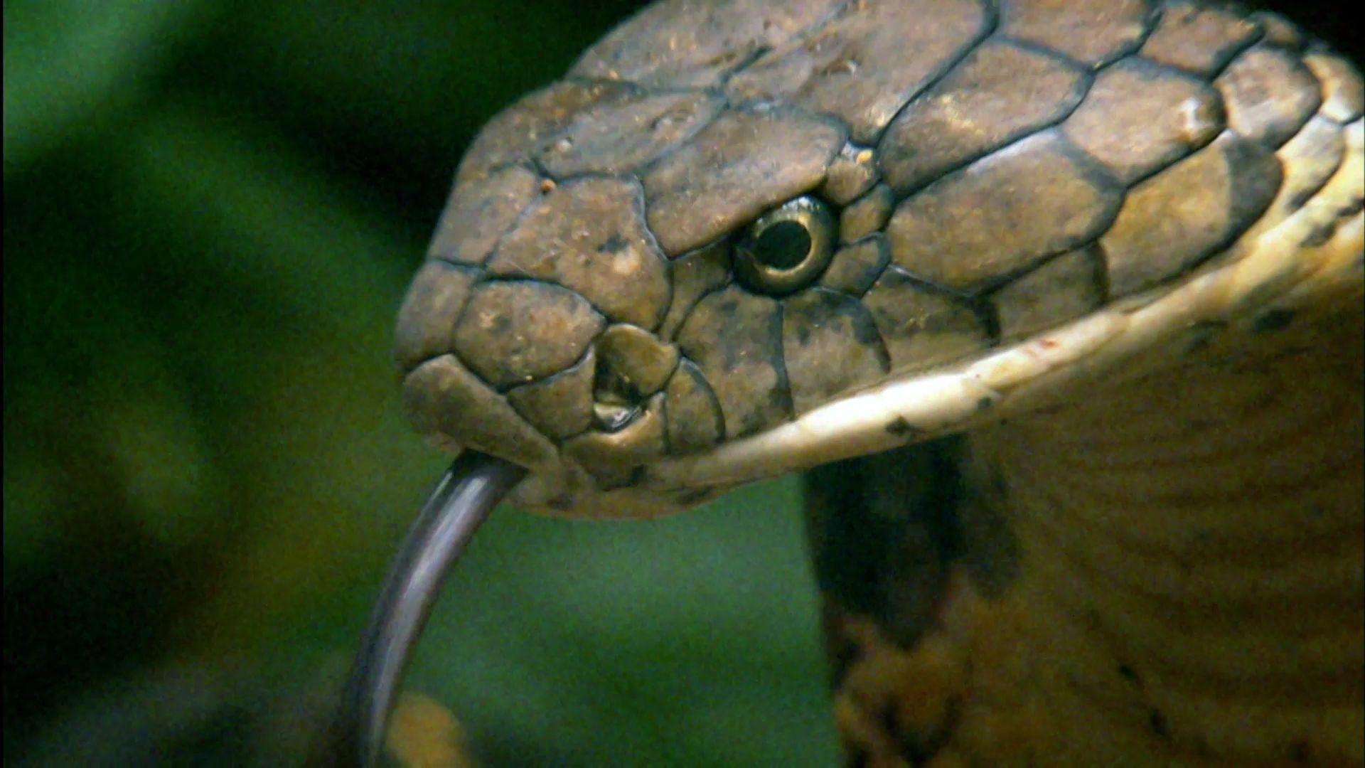 1920x1080 Most viewed King Cobra wallpaperK Wallpaper
