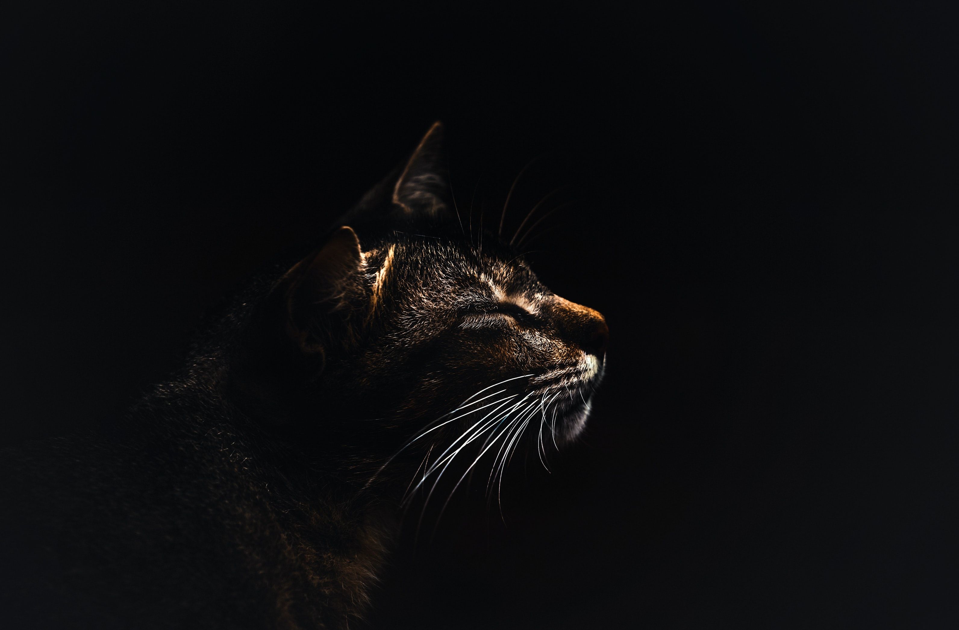 3184x2092 NestJS Wallpaper
