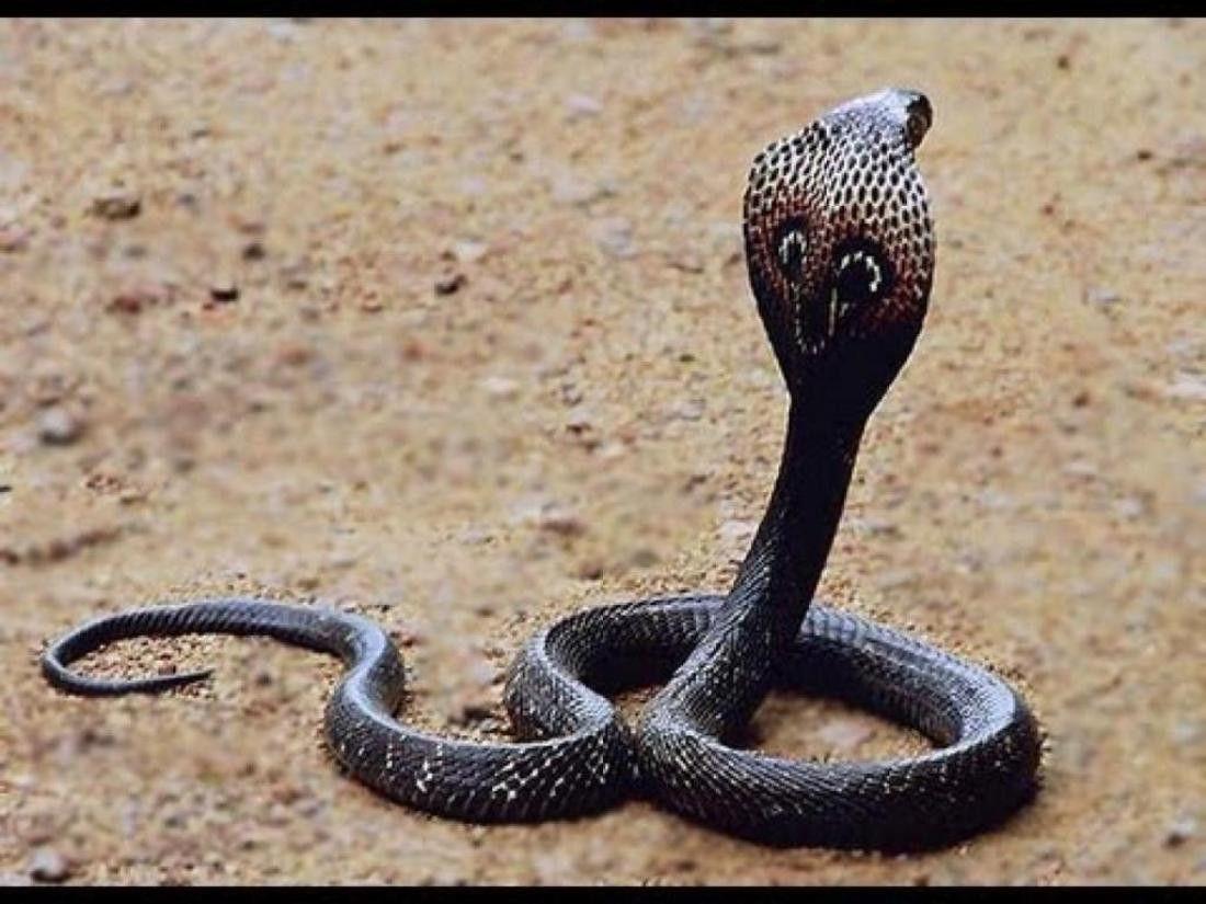 1100x825 Don't Tread On Me Cobra Wallpaper