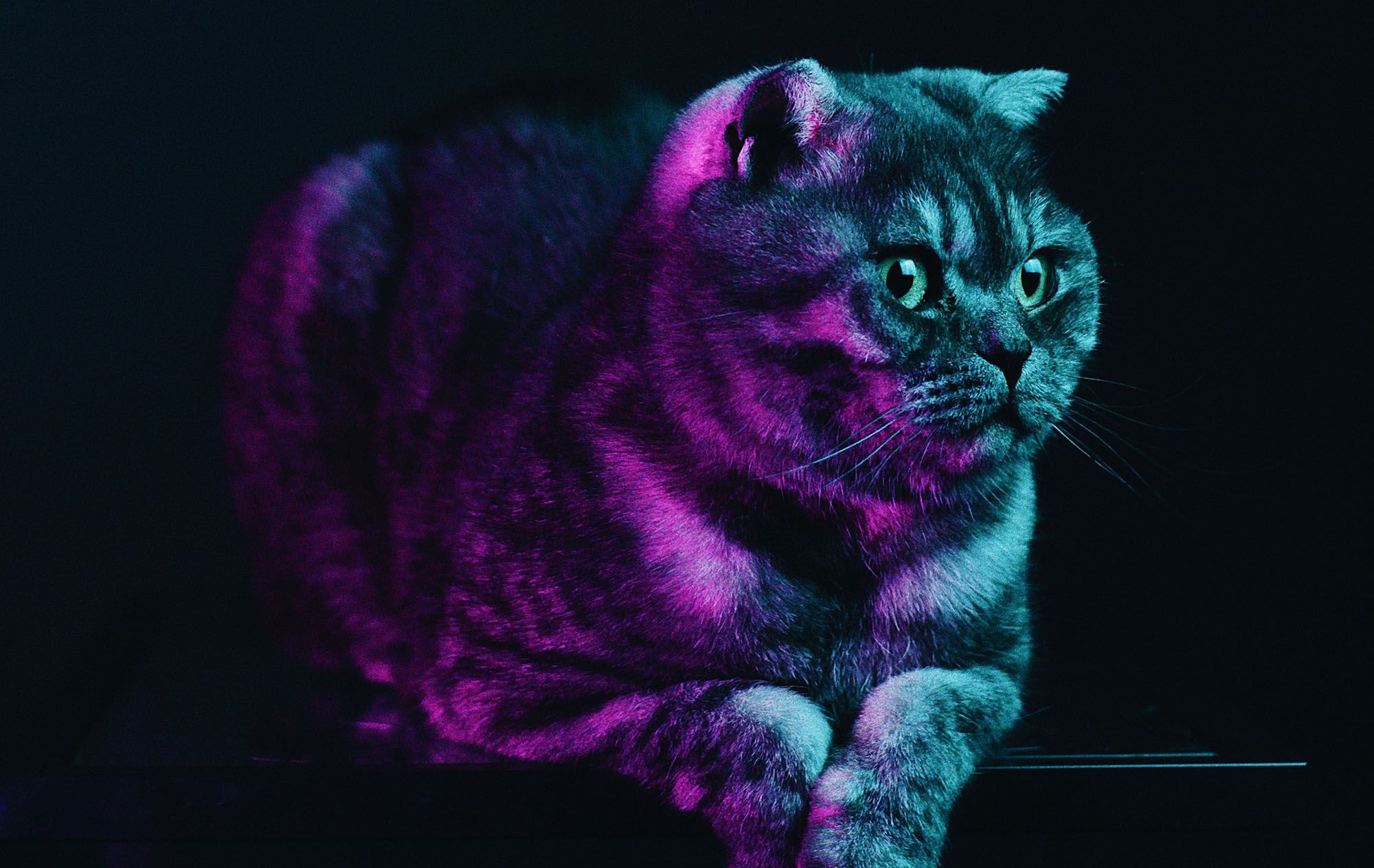 2000x1264 NestJS Wallpaper