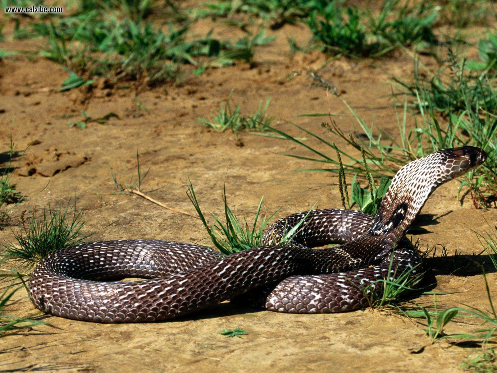1600x1200 King Cobra Wallpaper. Cobra Wallpaper