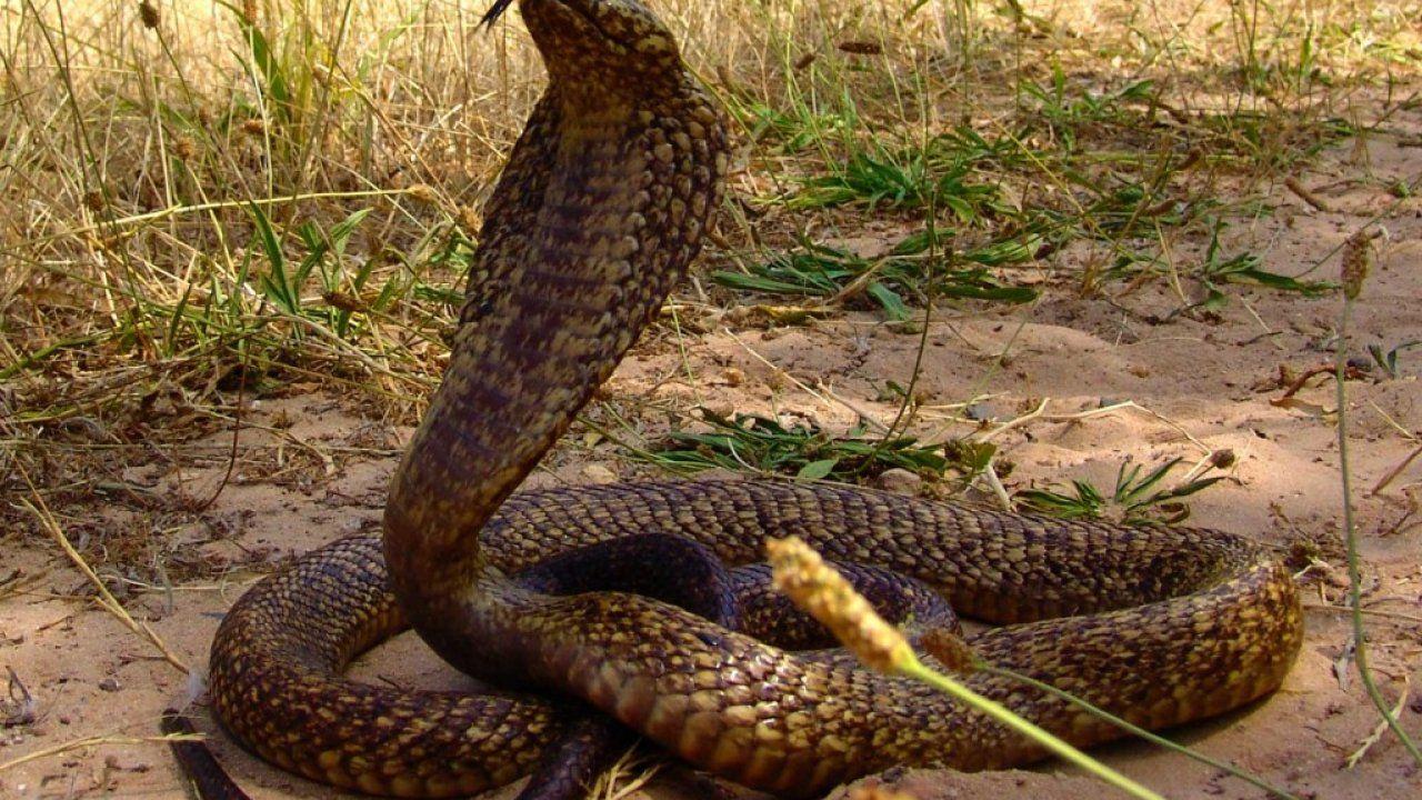1280x720 White, Black, King, Cobra, HD, Wide, Wallpaper, Free, Cobra