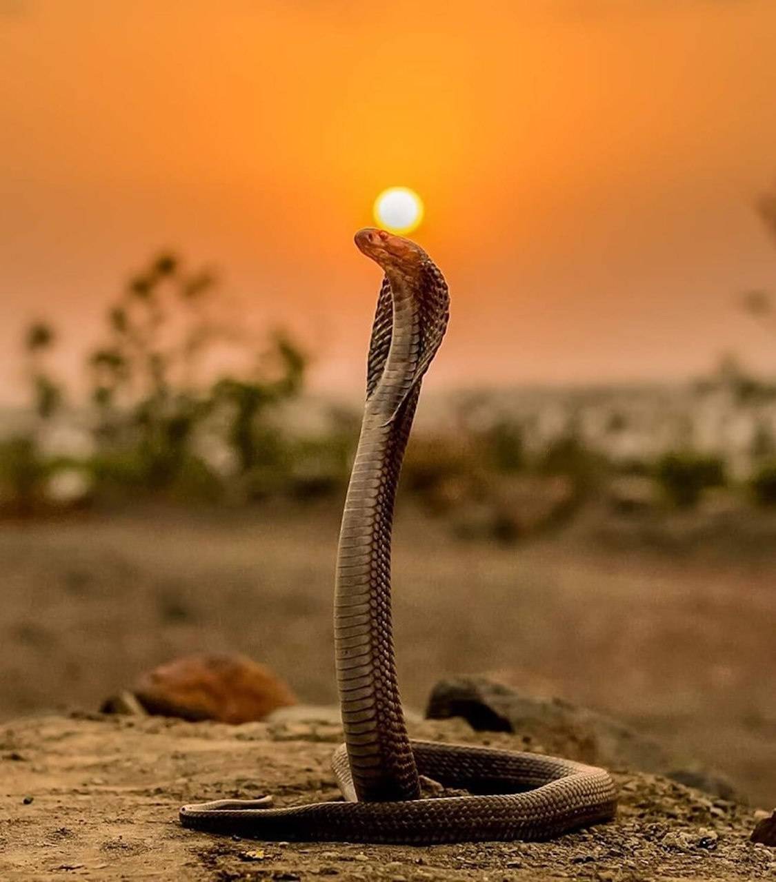 1125x1280 cobra wallpaper