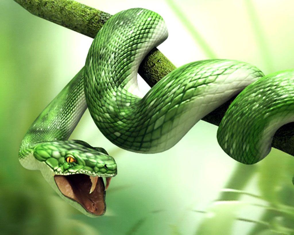 1024x819 King Cobra Green Snakes