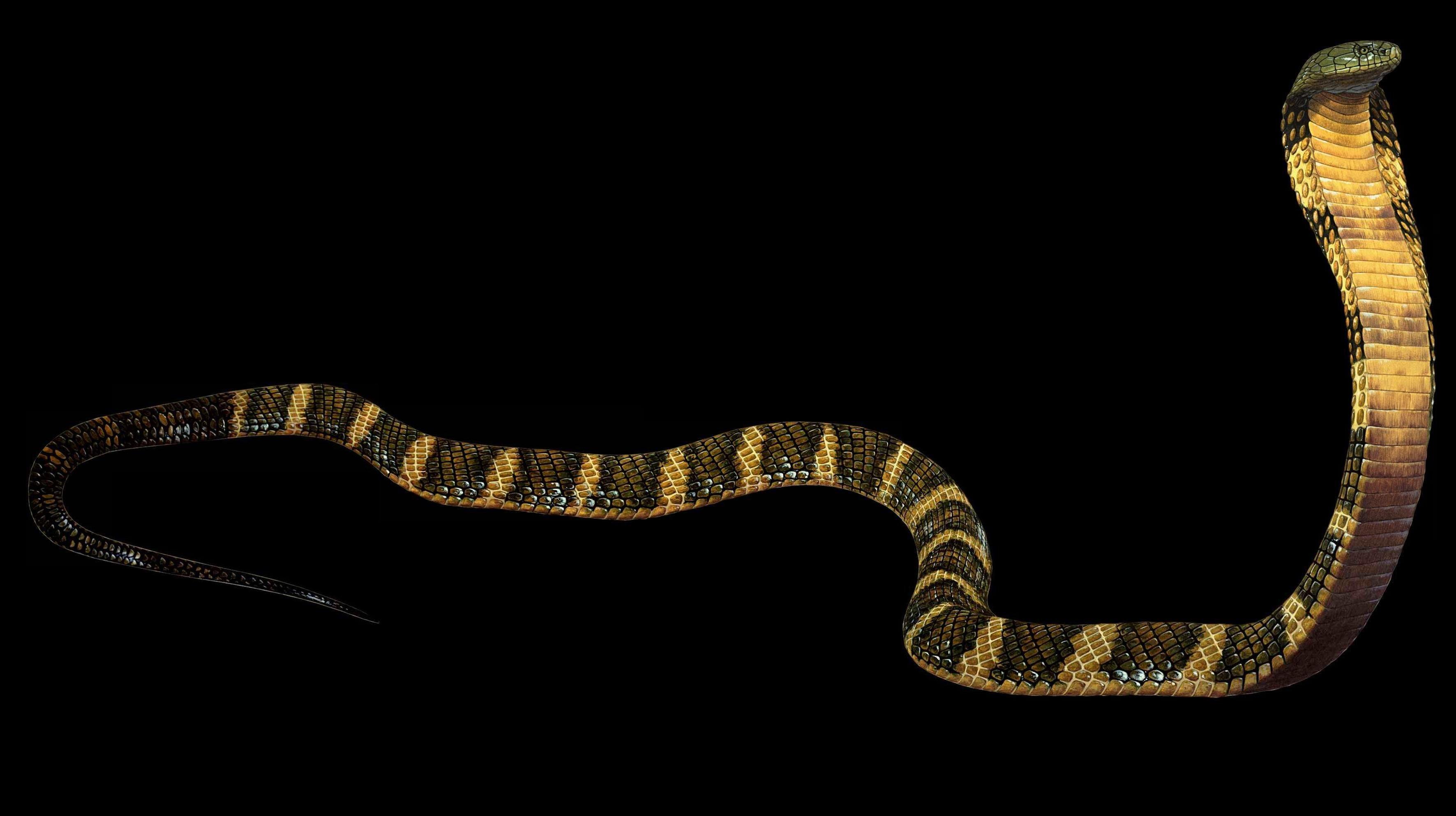 3543x1984 Free download king cobra wallpaper ForWallpapercom [3543x1984]