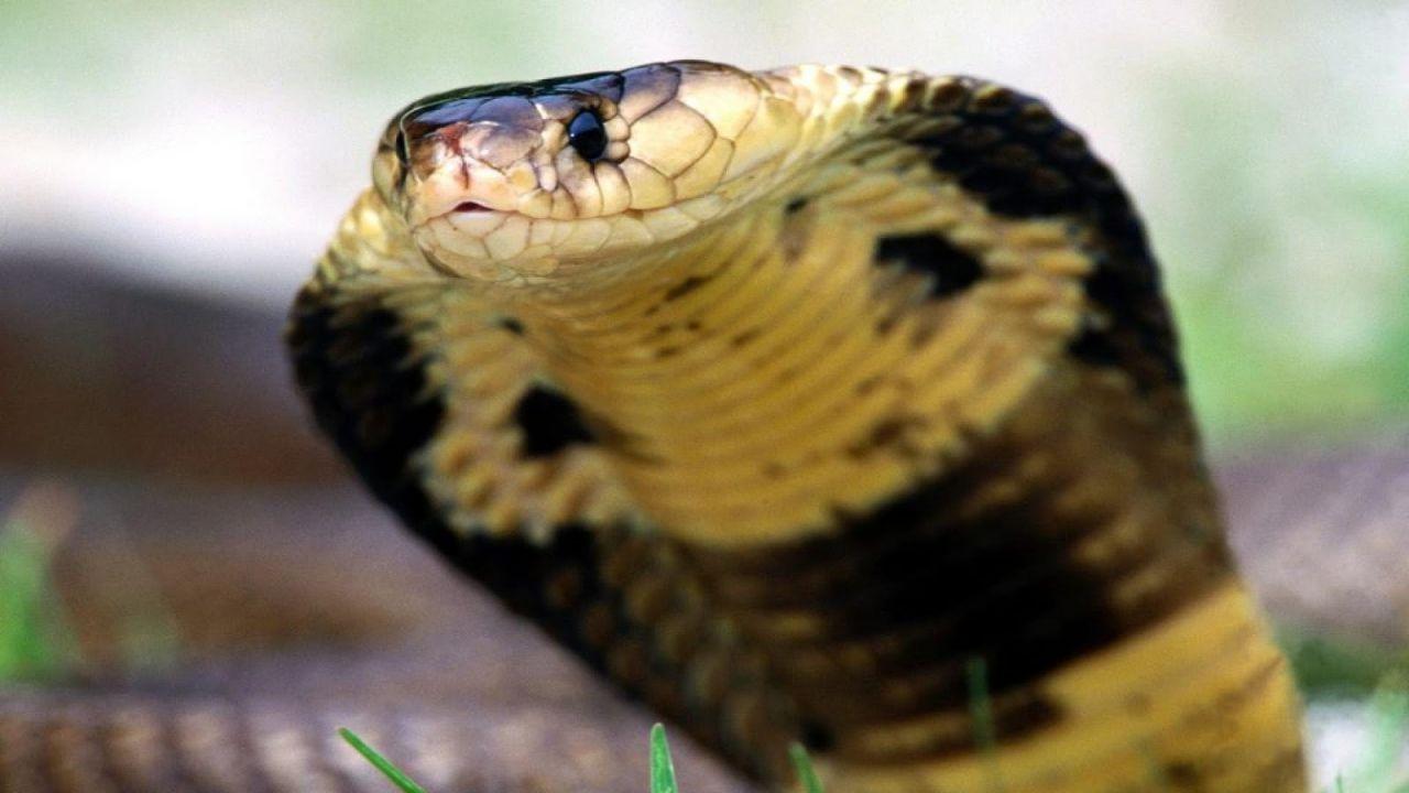 1280x720 King cobra snake photo wallpaper