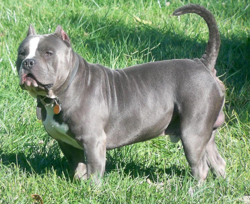1031x843 American Bully Wallpaper. American bully, Bully dog, Big dogs