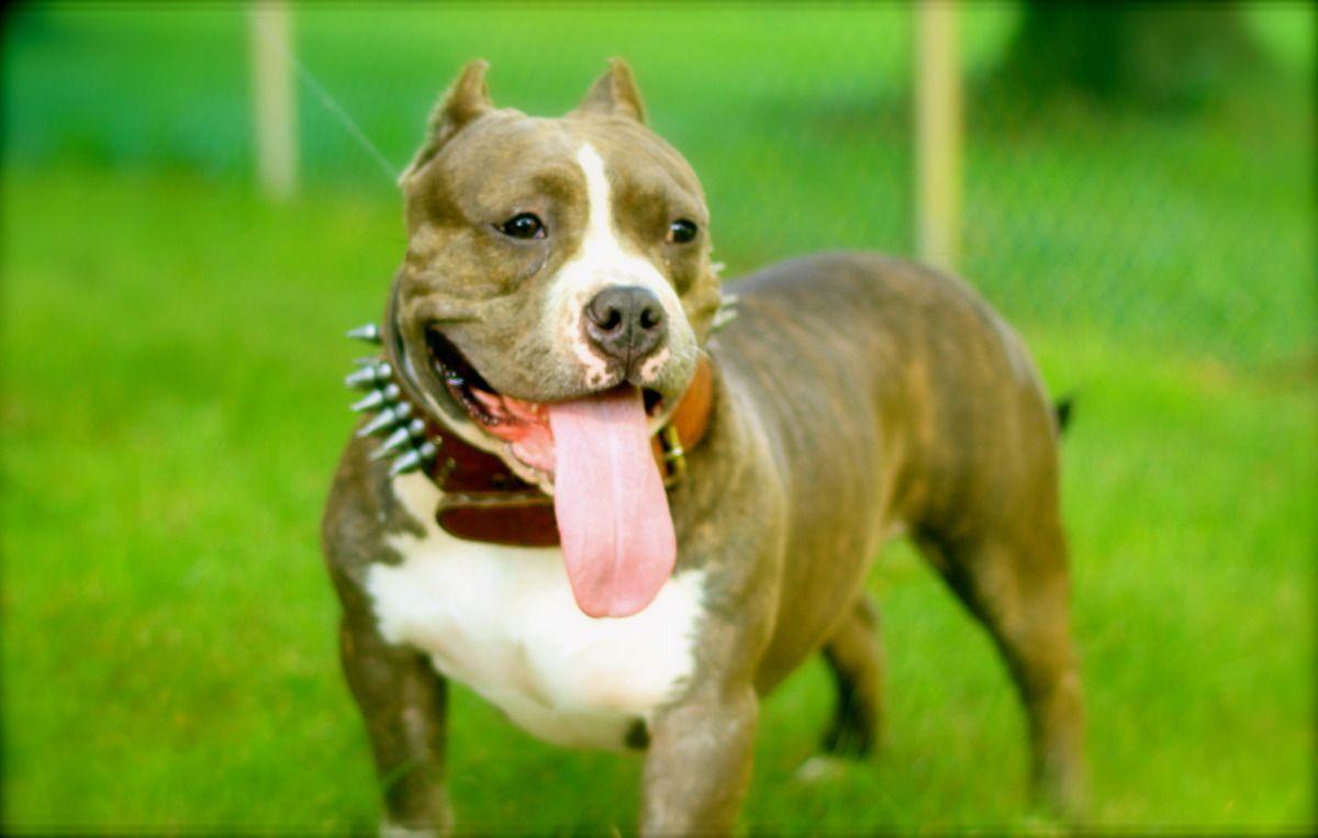 American Bully Wallpapers - Top Free American Bully Backgrounds ...